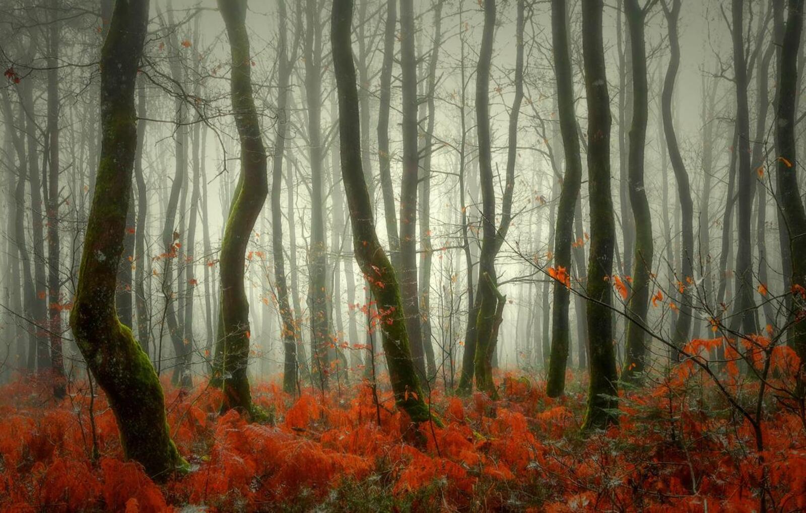 Wallpapers wallpaper autumn forest trees on the desktop