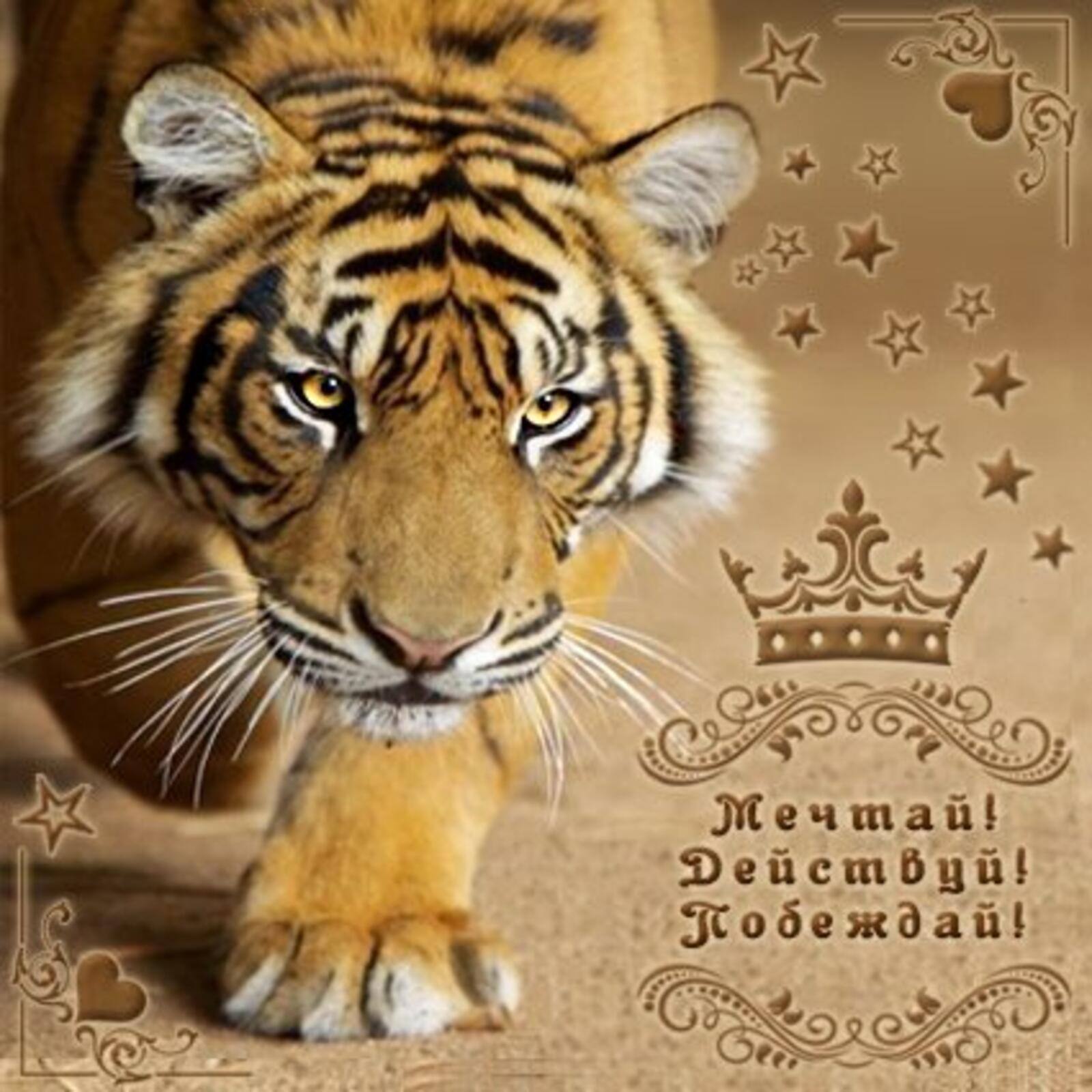 Открытка на тему мечта картинки спокойной ночи прикольные тигр бесплатно