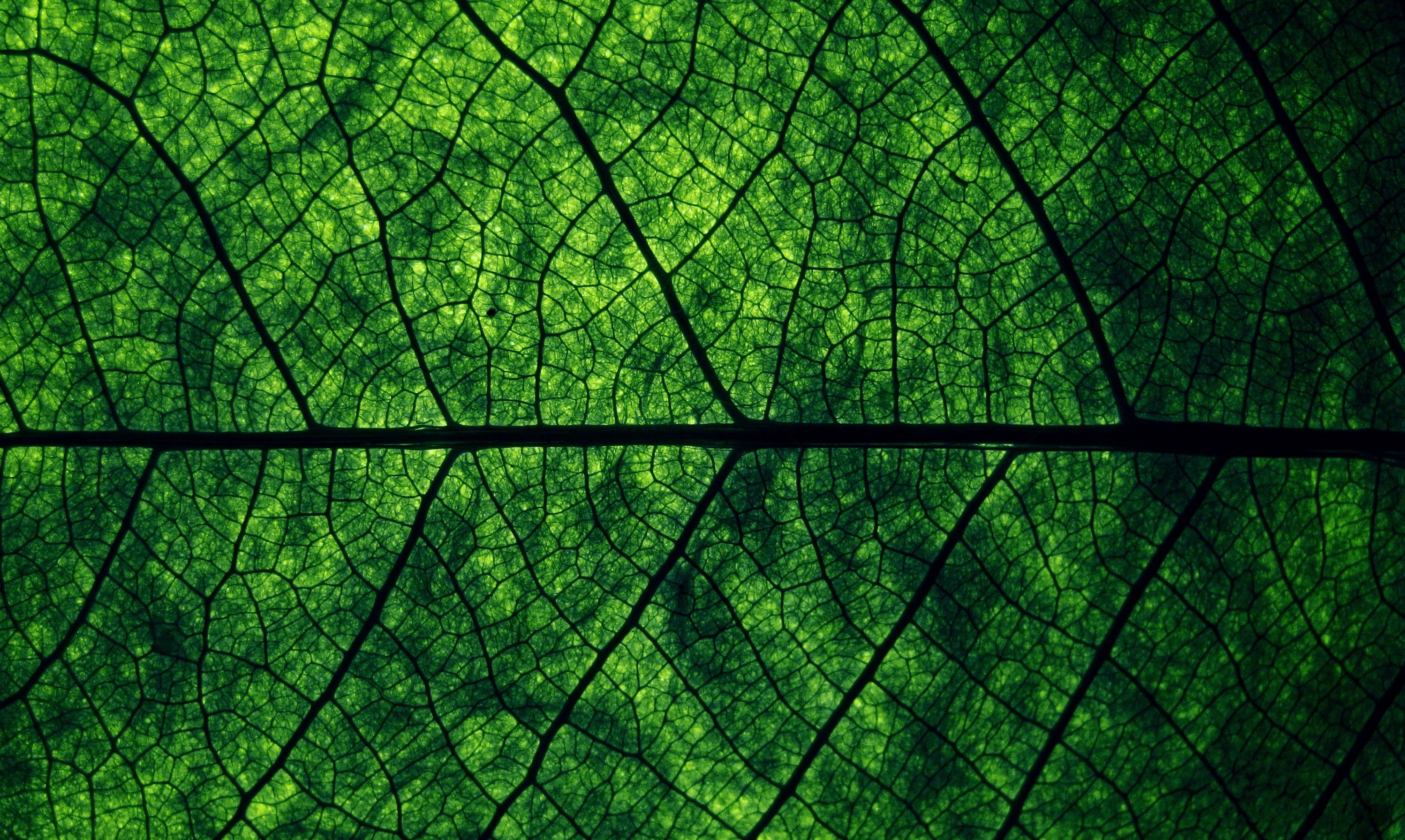 Wallpapers leaf green macro plant on the desktop