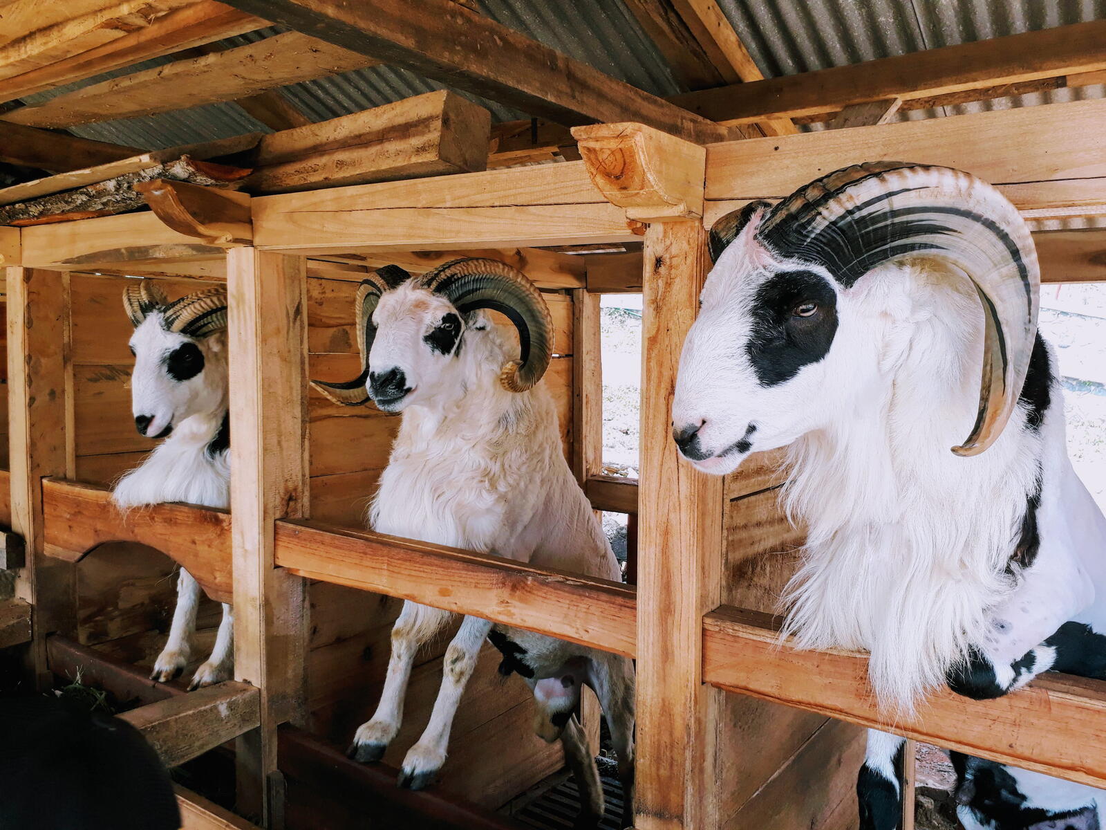 Wallpapers goats farm barn on the desktop