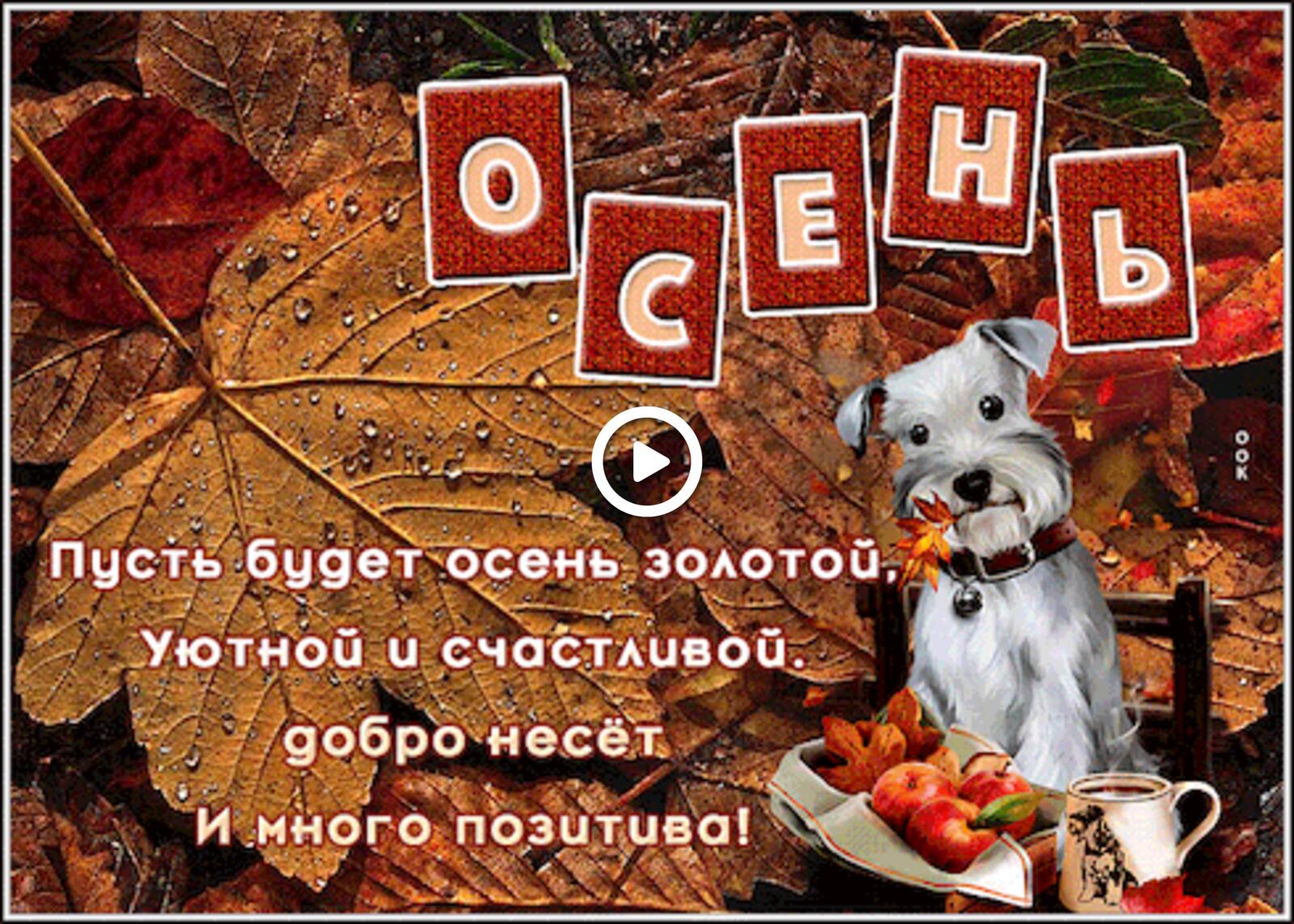 Открытка на тему красивой осени желаю собака листья бесплатно