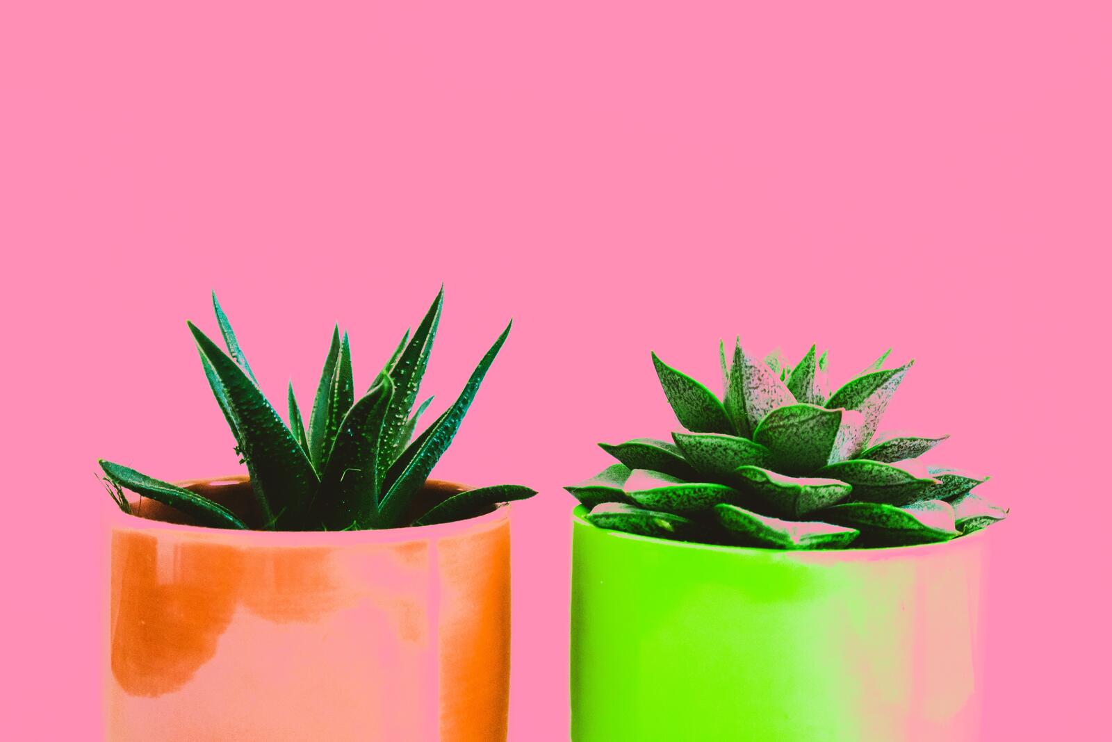 Wallpapers wallpaper cactus pot plants on the desktop