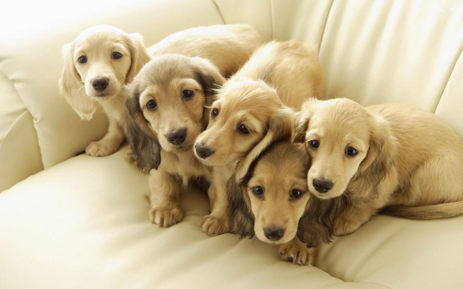 Wallpapers Golden Retriever puppies cute on the desktop