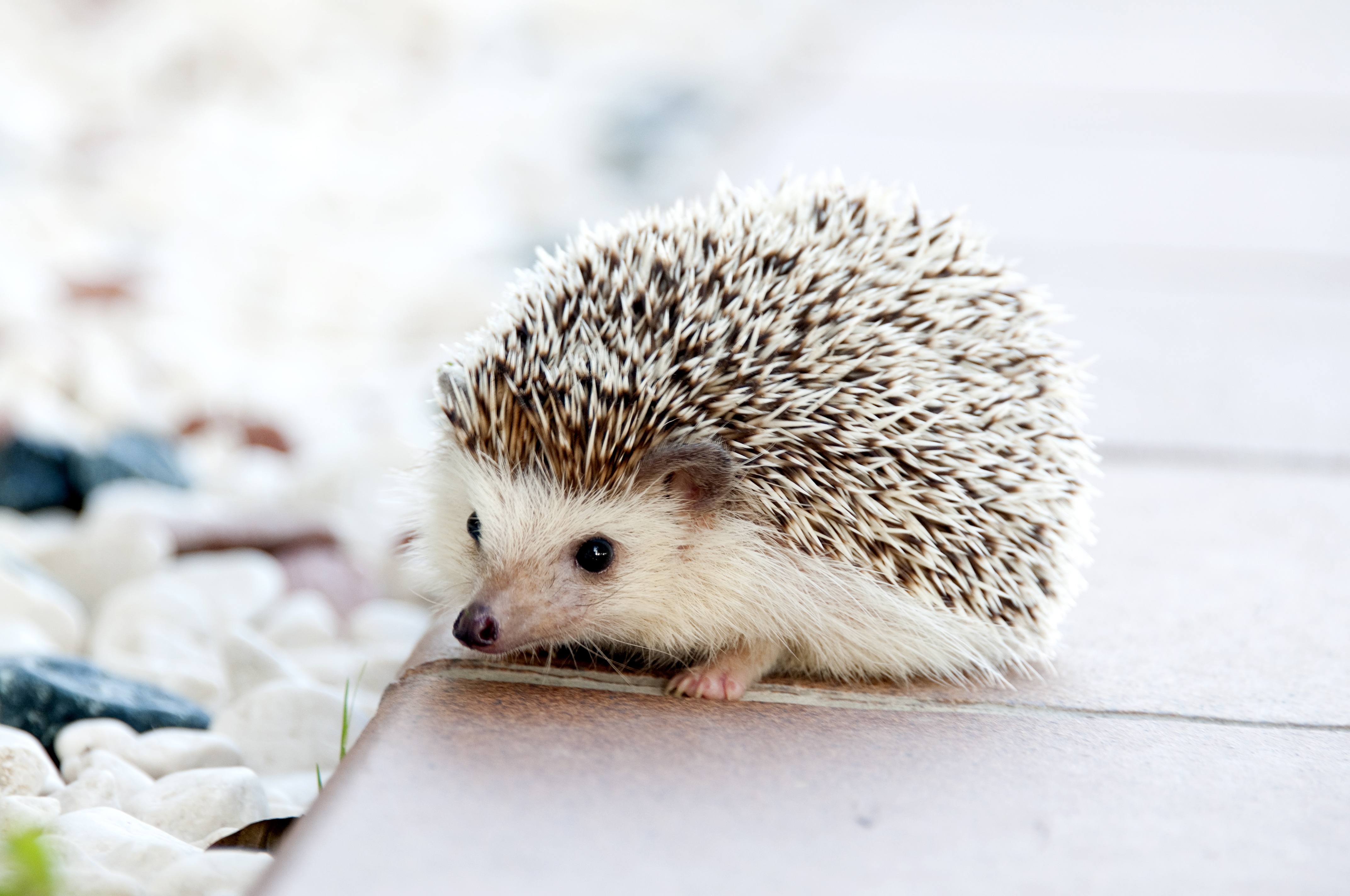 Wallpapers mammal hedgehog domesticated hedgehog on the desktop