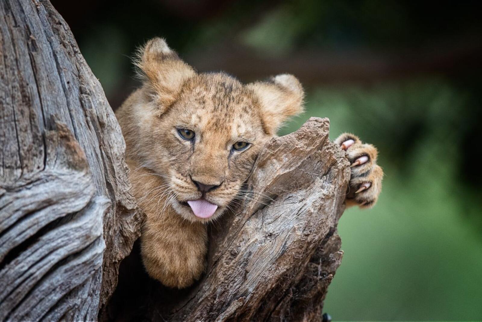 Wallpapers lion lion cub kitten on the desktop