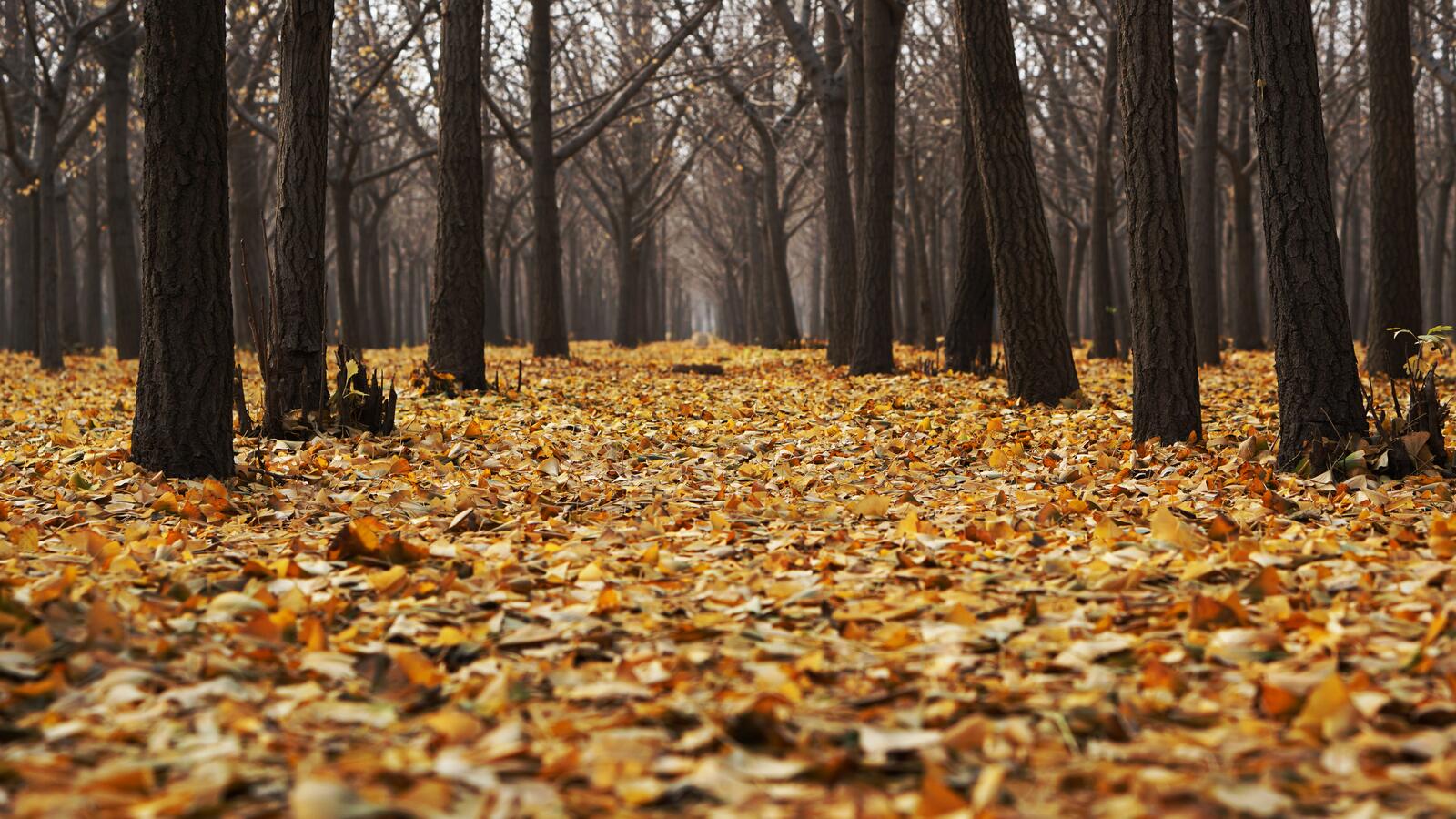 Бесплатное фото Желтая листва на земле в лесу