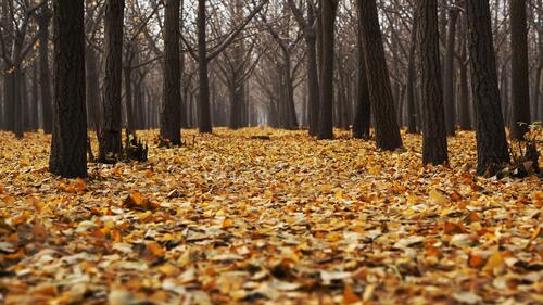Желтая листва на земле в лесу