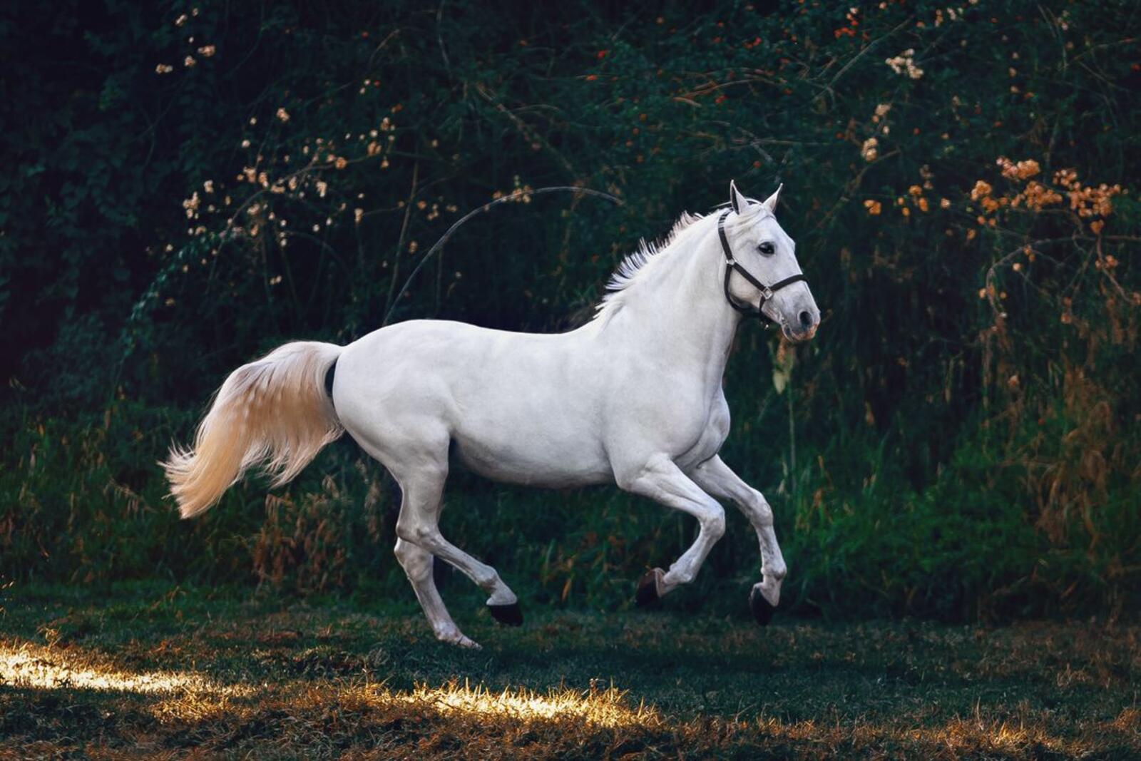 Wallpapers white horse majestic running on the desktop