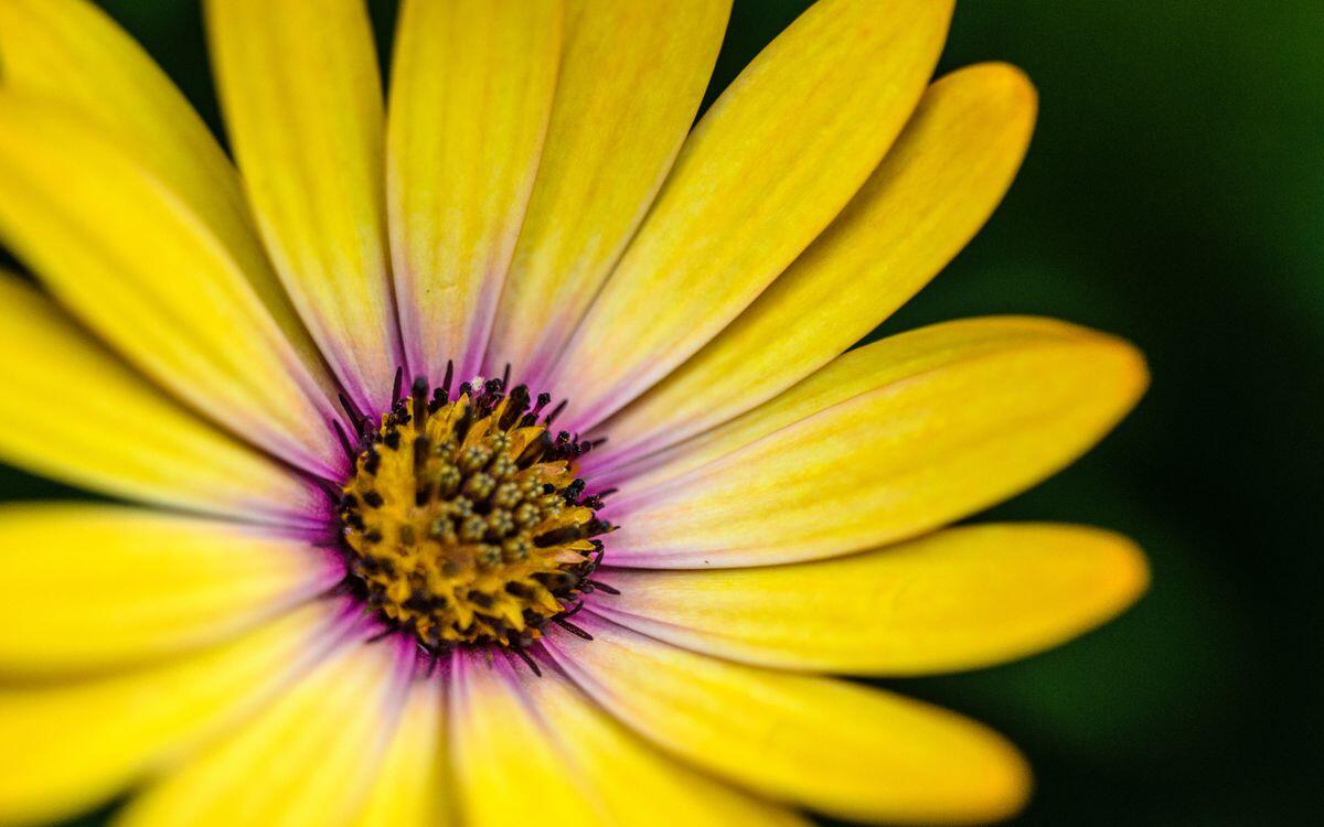 Beautiful screensaver yellow flower, macro, petals