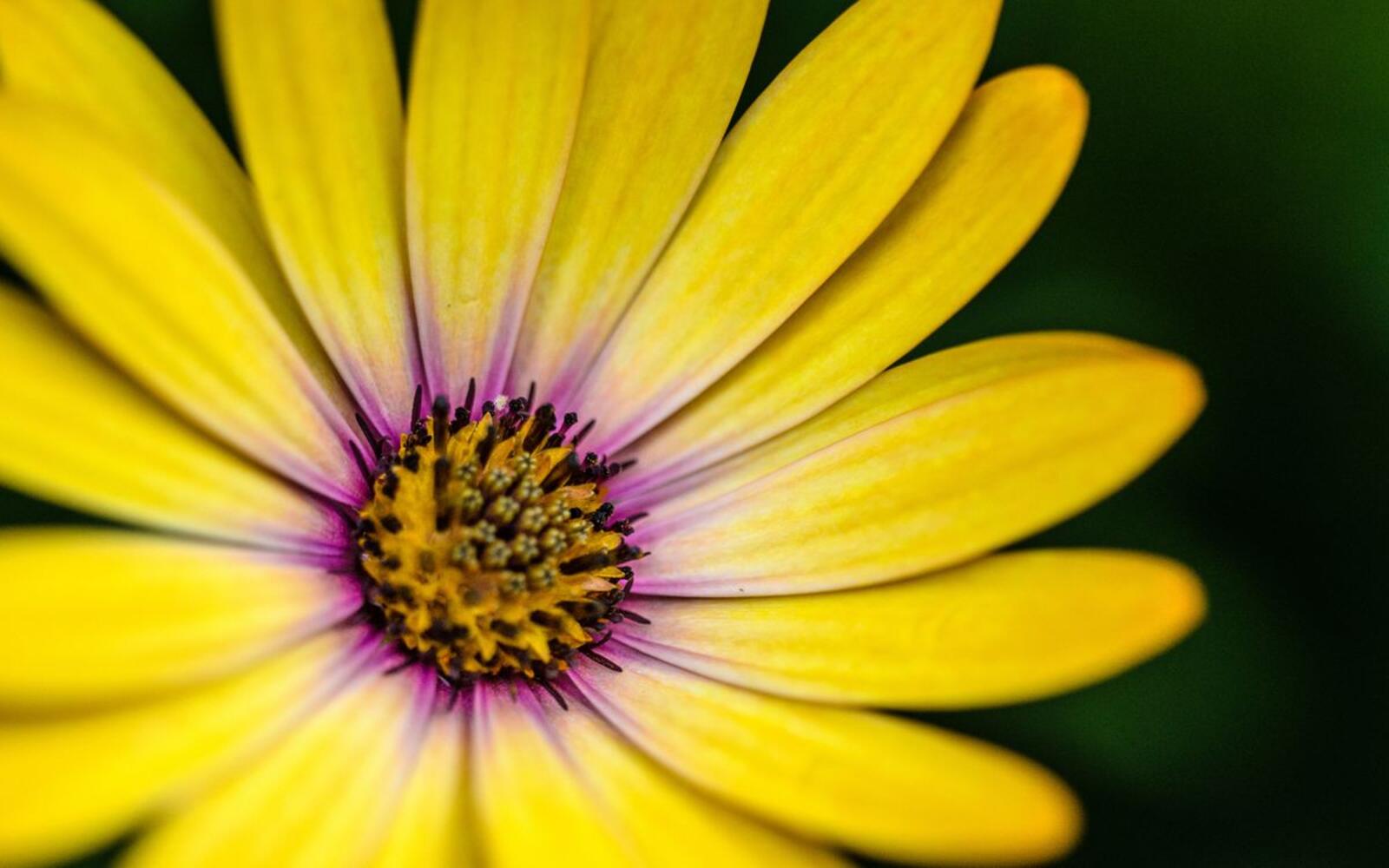 Free photo Beautiful screensaver yellow flower, macro, petals