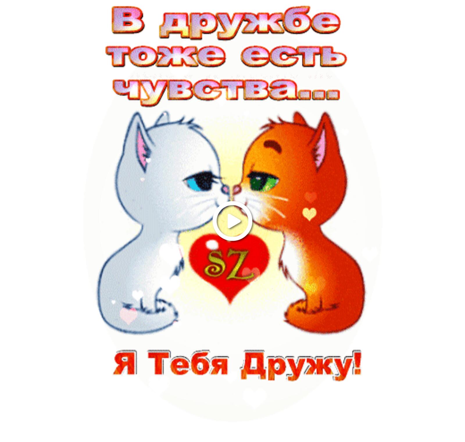 kittens serdechko i`m friends with you