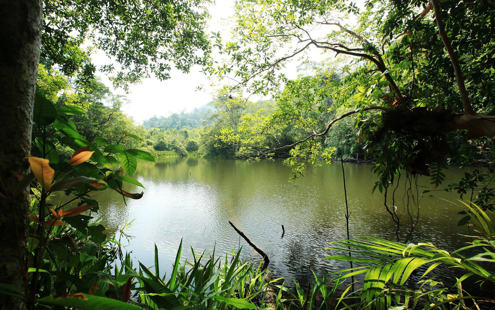 桌面上的壁纸河岸带 热带和亚热带针叶林 免费图片