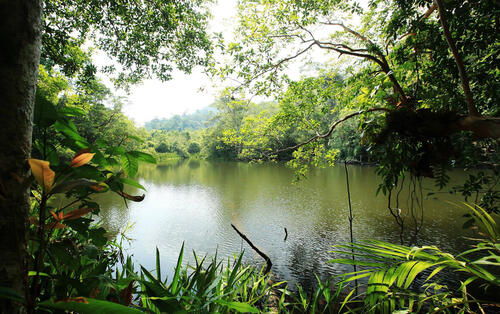 тугайная зона тропические и субтропические хвойные леса бесплатные изображения