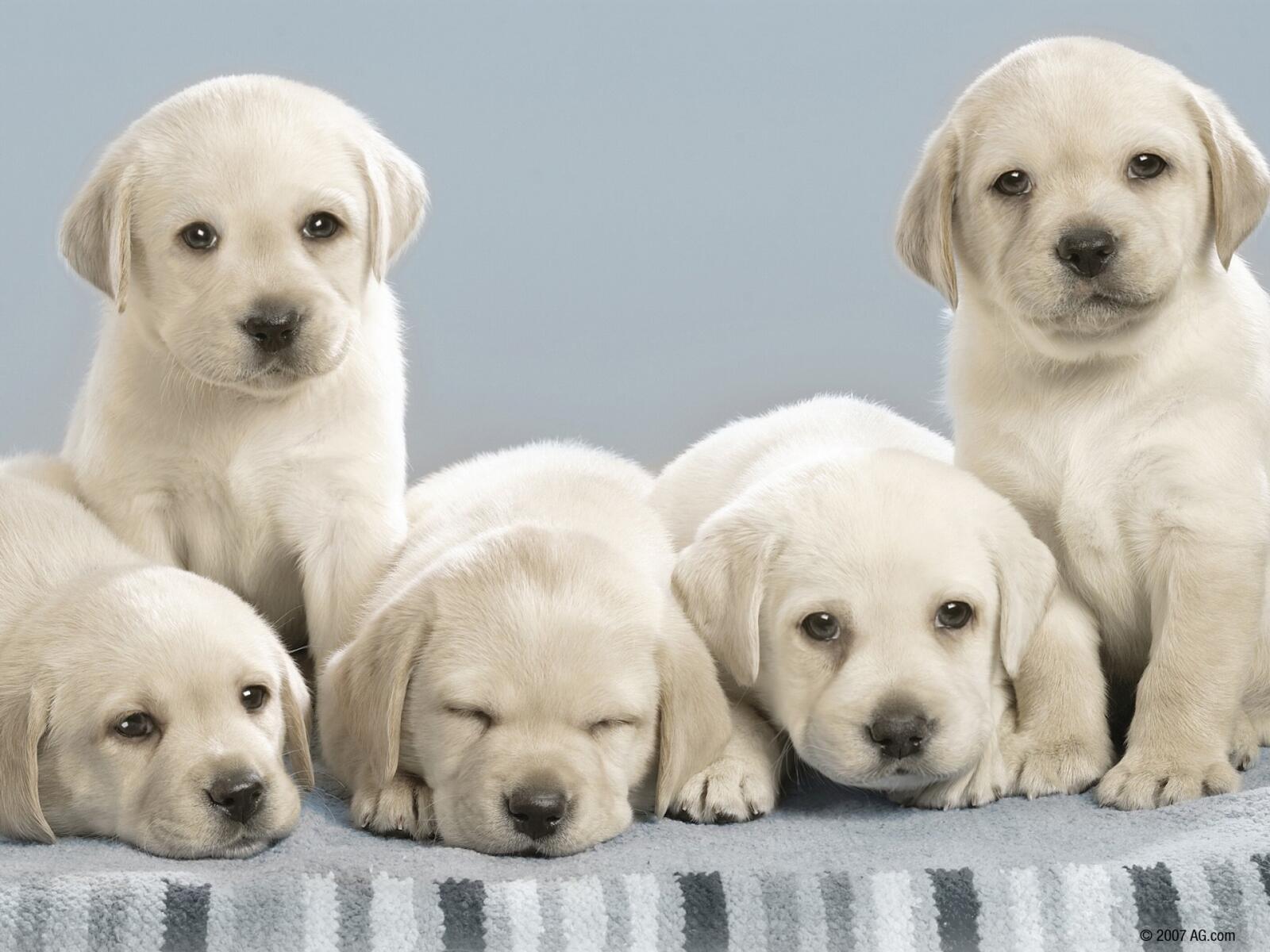 Wallpapers puppies many dogs on the desktop