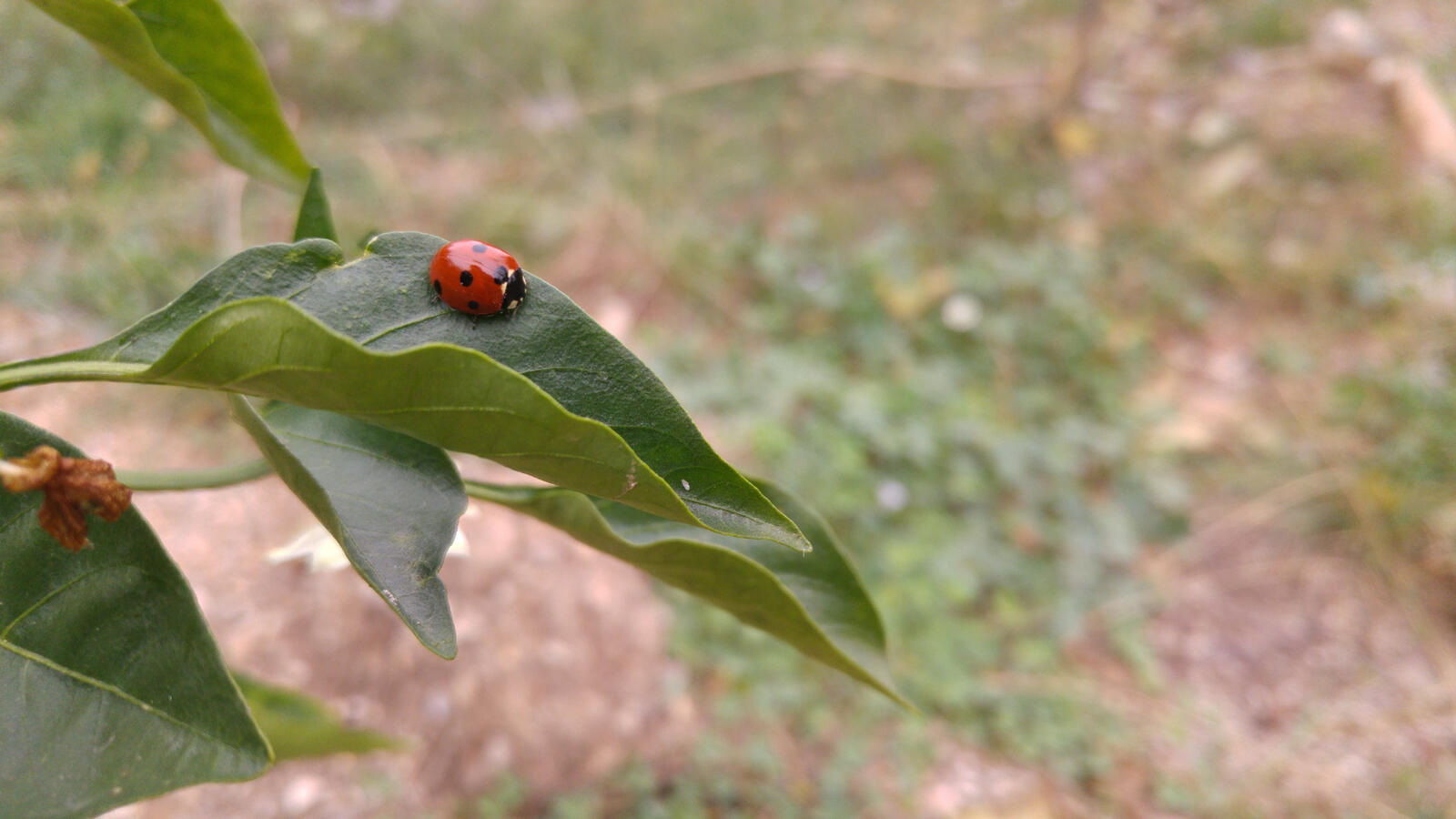 Wallpapers wallpaper ladybird leaves insects on the desktop