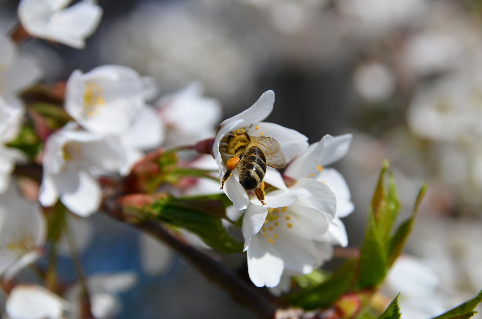 Wallpapers wallpaper white flowers bee pollinating on the desktop