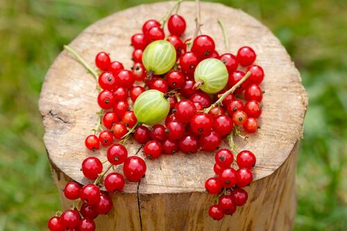 Red currants and gooseberries