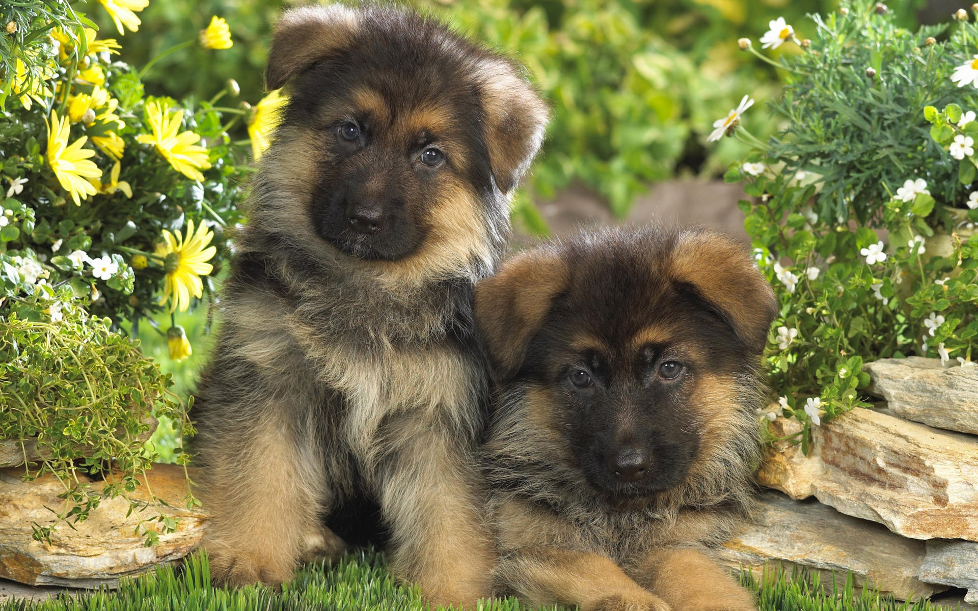 Wallpapers puppies German Shepherd couple on the desktop