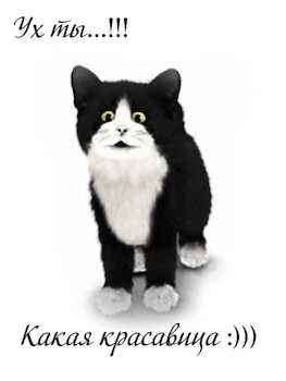 Postcard card animation gifs kitten - free greetings on Fonwall