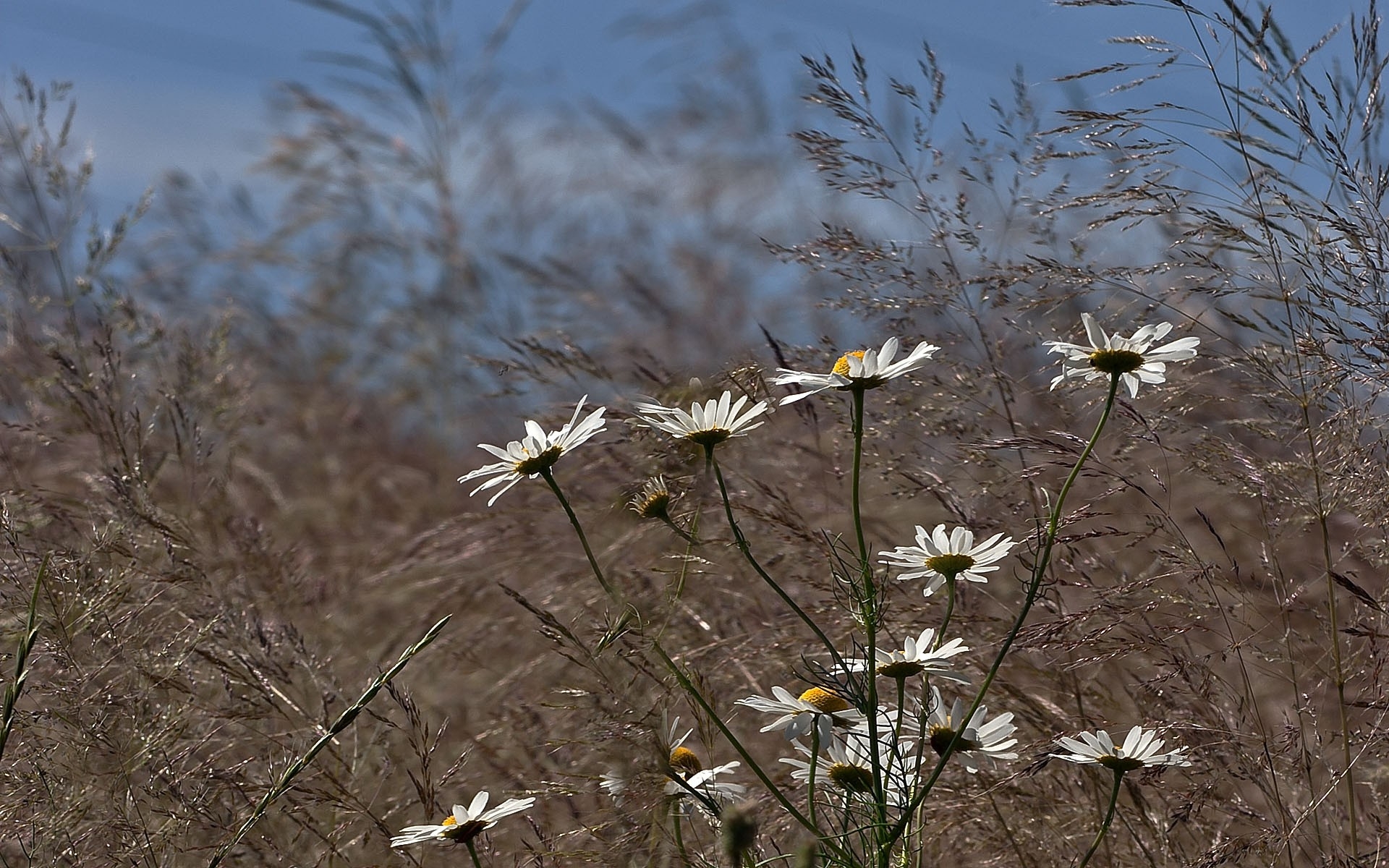 Wallpapers chamomile flowers meadow on the desktop