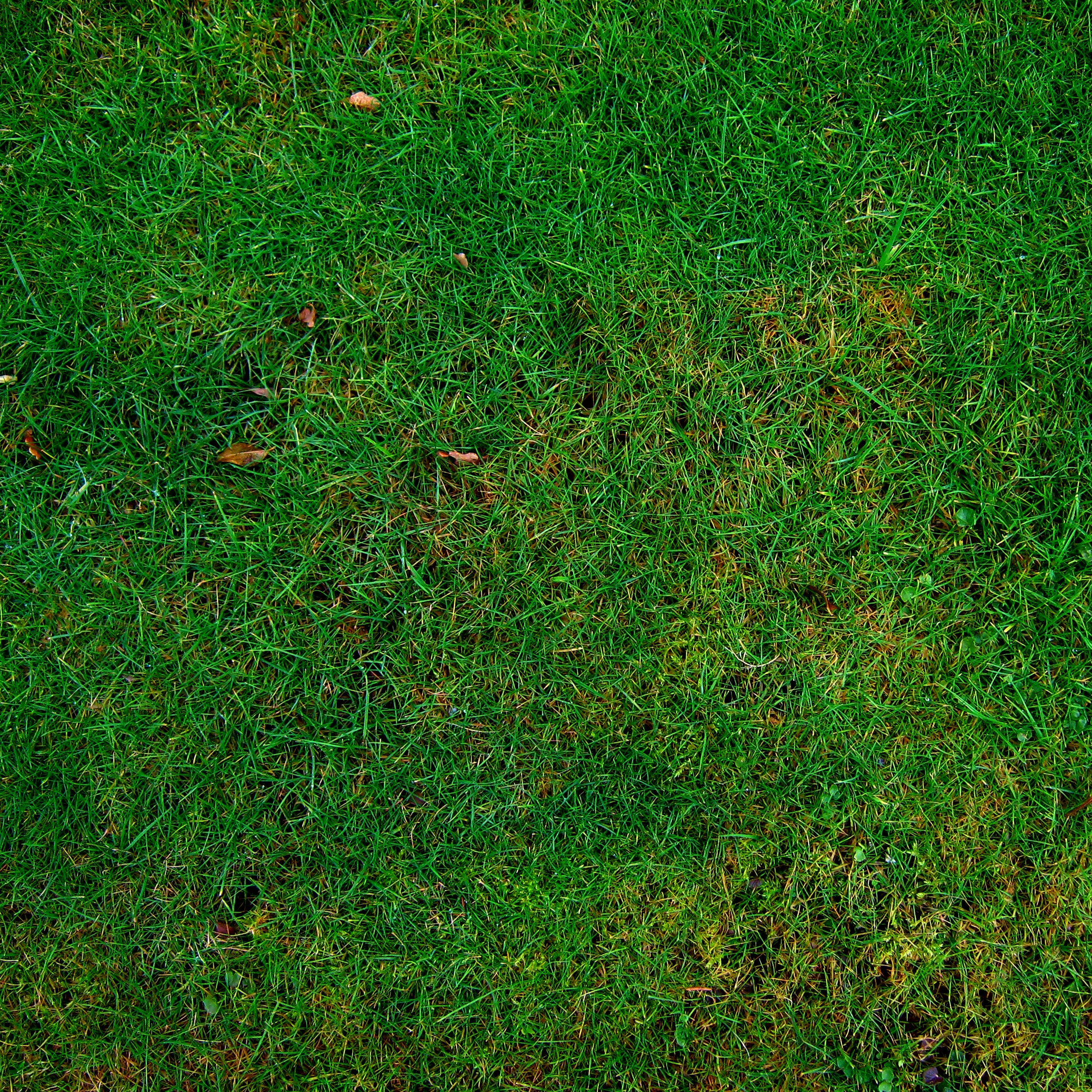 Фото бесплатно трава, структура, растение
