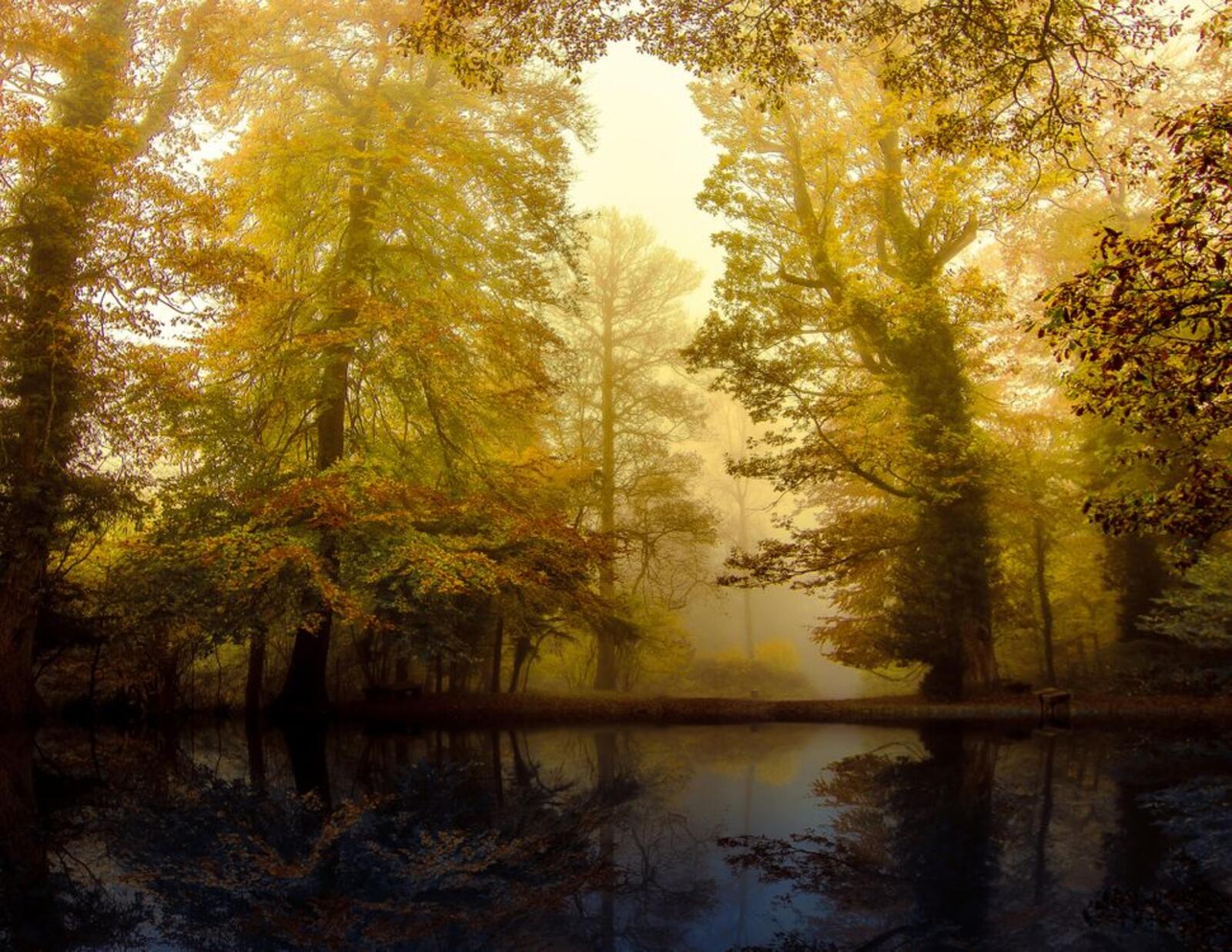 Обои пейзаж туман в лесу осень на рабочий стол