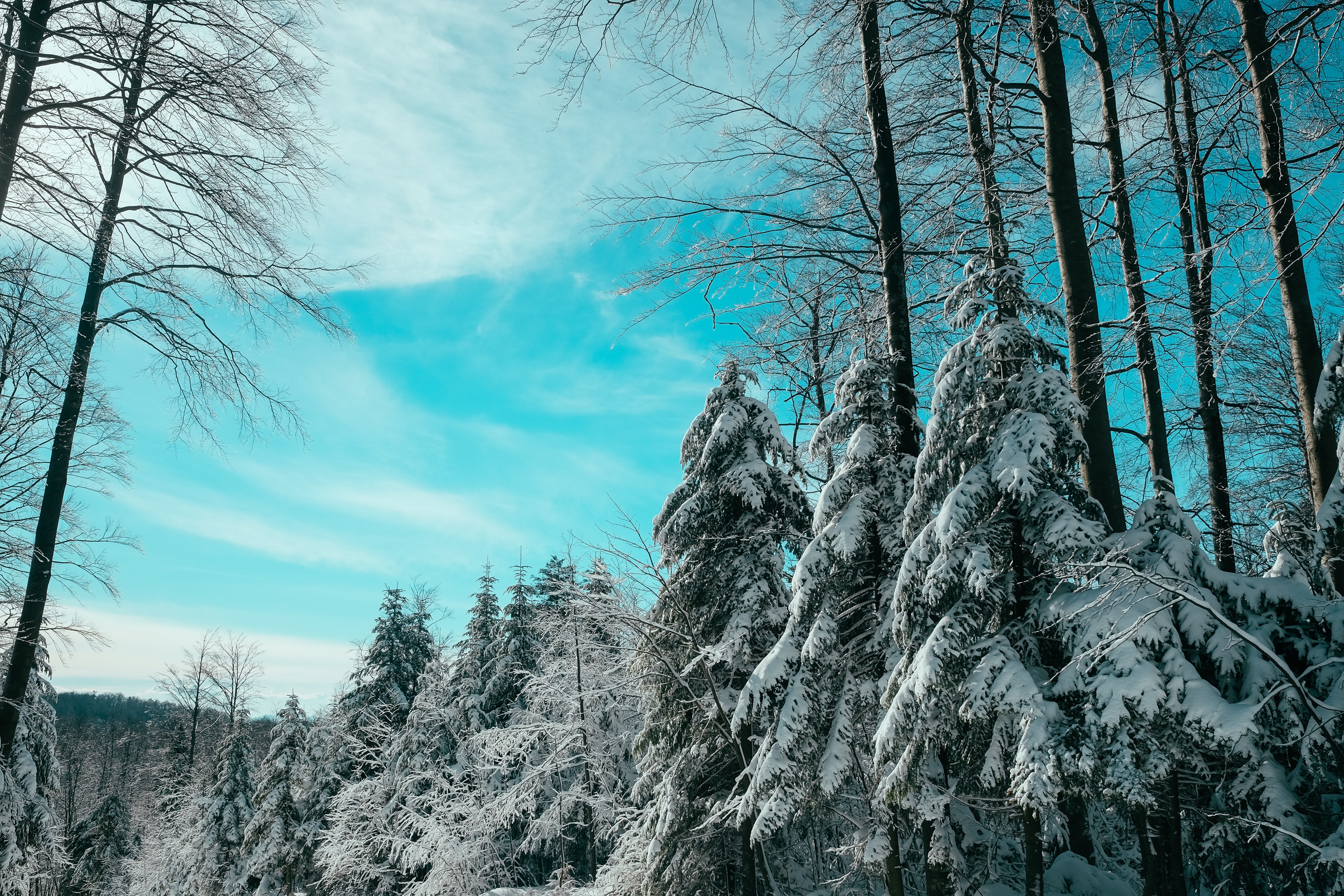 Фото бесплатно природа, лес, снег на елках