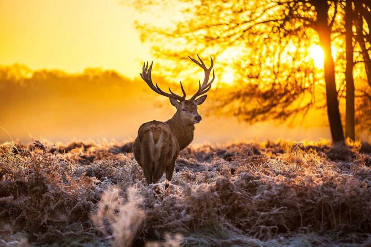 A deer on a frosty morning in a forest clearing.