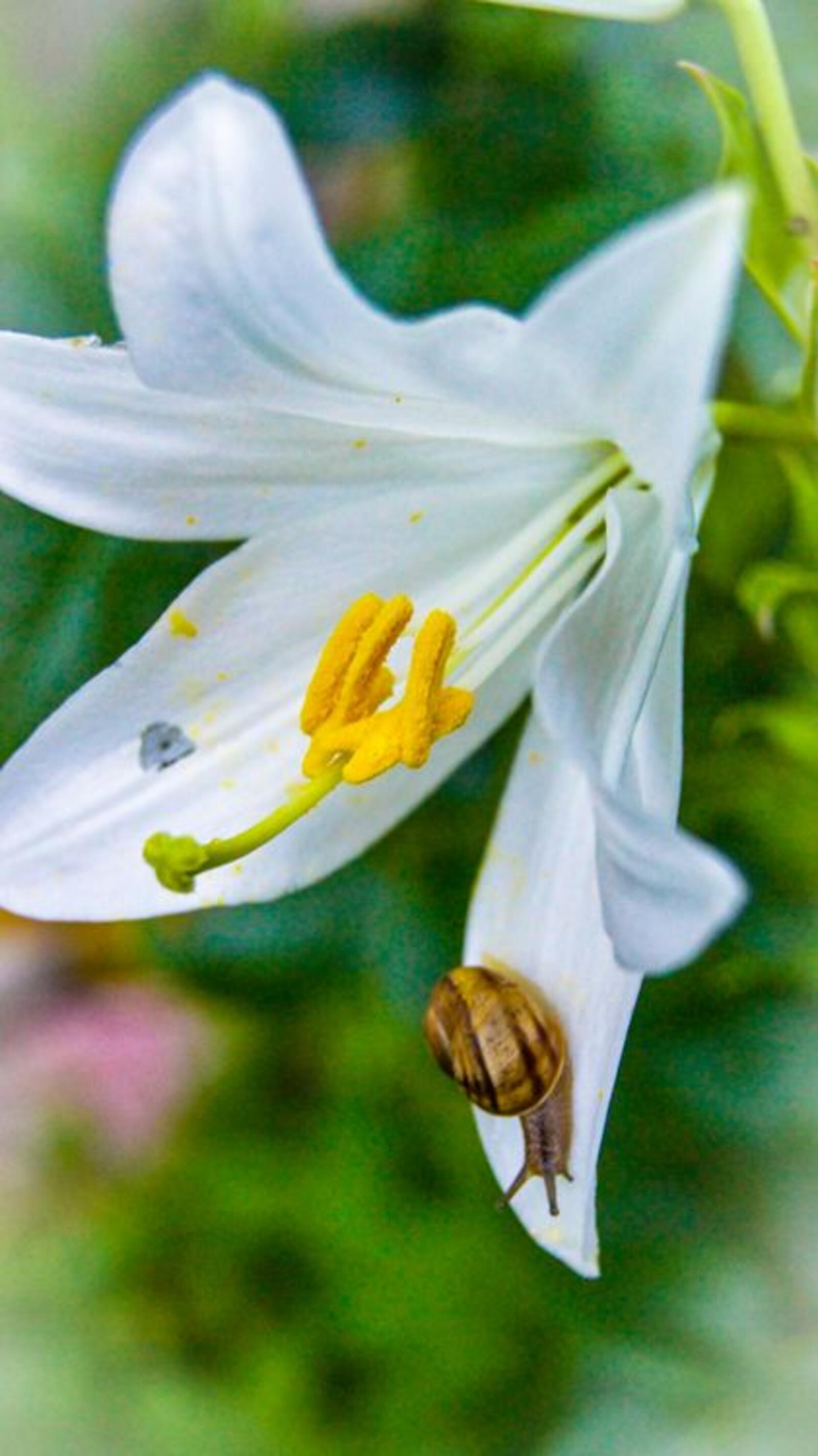 免费照片百合，白色，花园百合，花瓣上有蜗牛