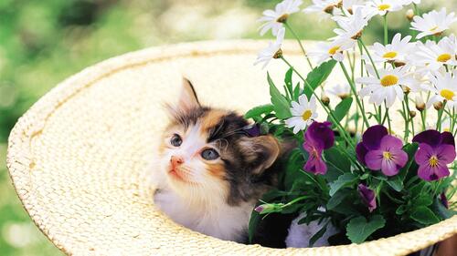A little kitten sits in a white hat