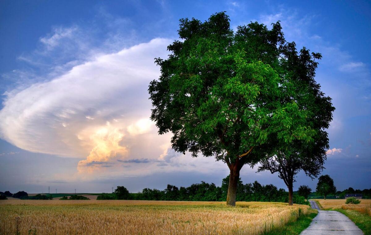 Фото деревья, колосья онлайн бесплатно