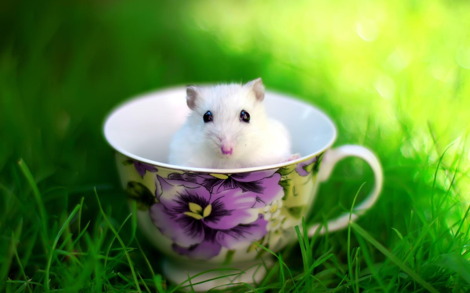 Бесплатное фото Мышка в чашке