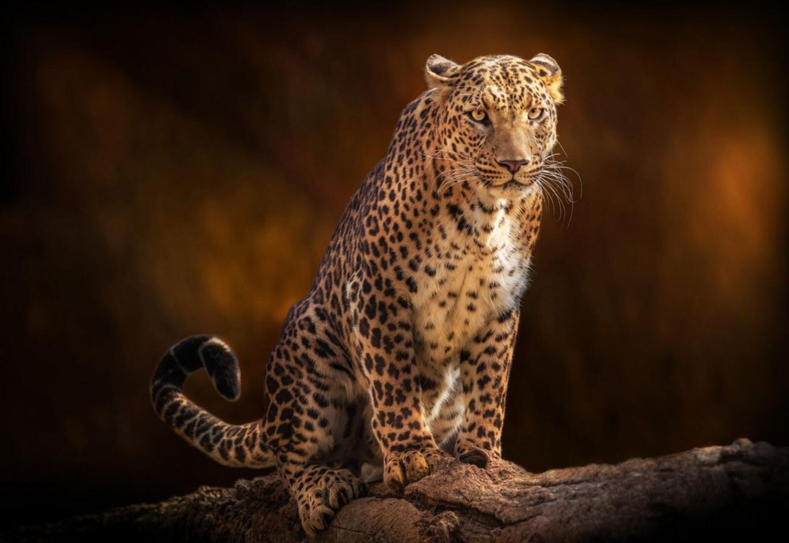 Wallpapers leopard big cat posture on the desktop