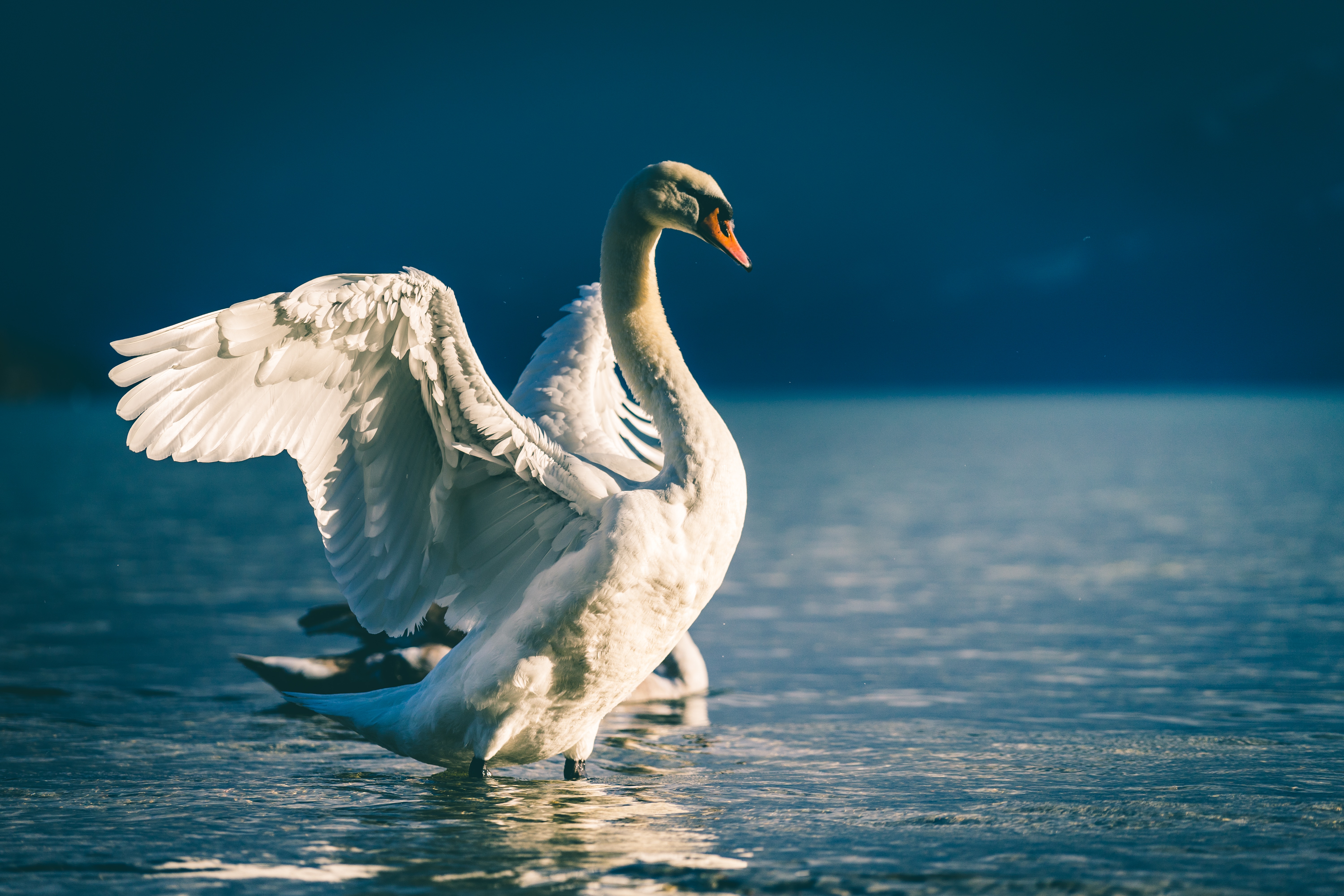 Wallpapers geese ducks swan on the desktop