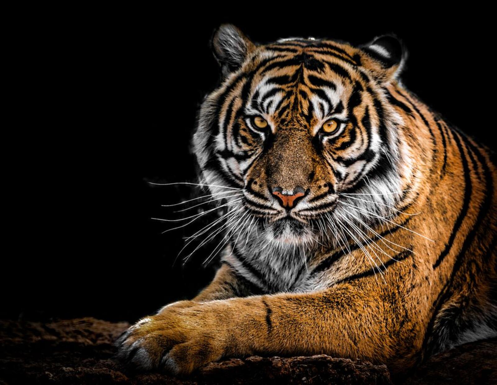 Wallpapers tiger predator black background on the desktop