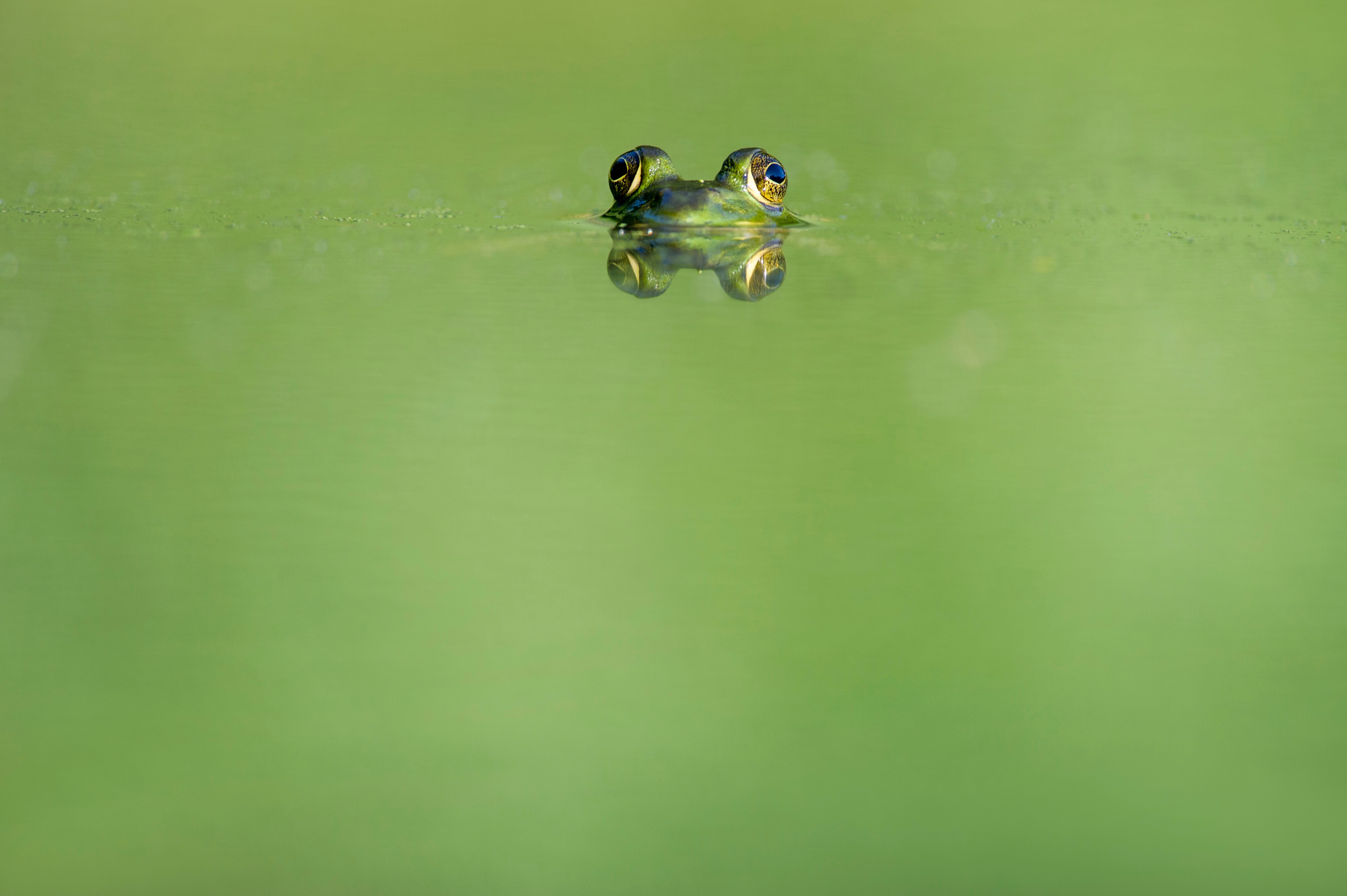 一只从水中探出头来的青蛙