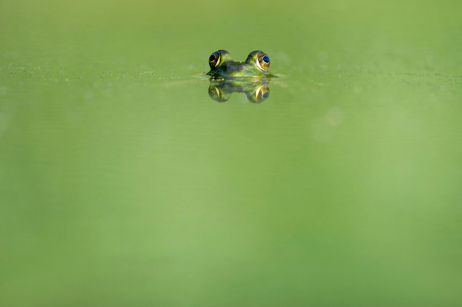 Бесплатное фото Лягушка выглядывает из воды