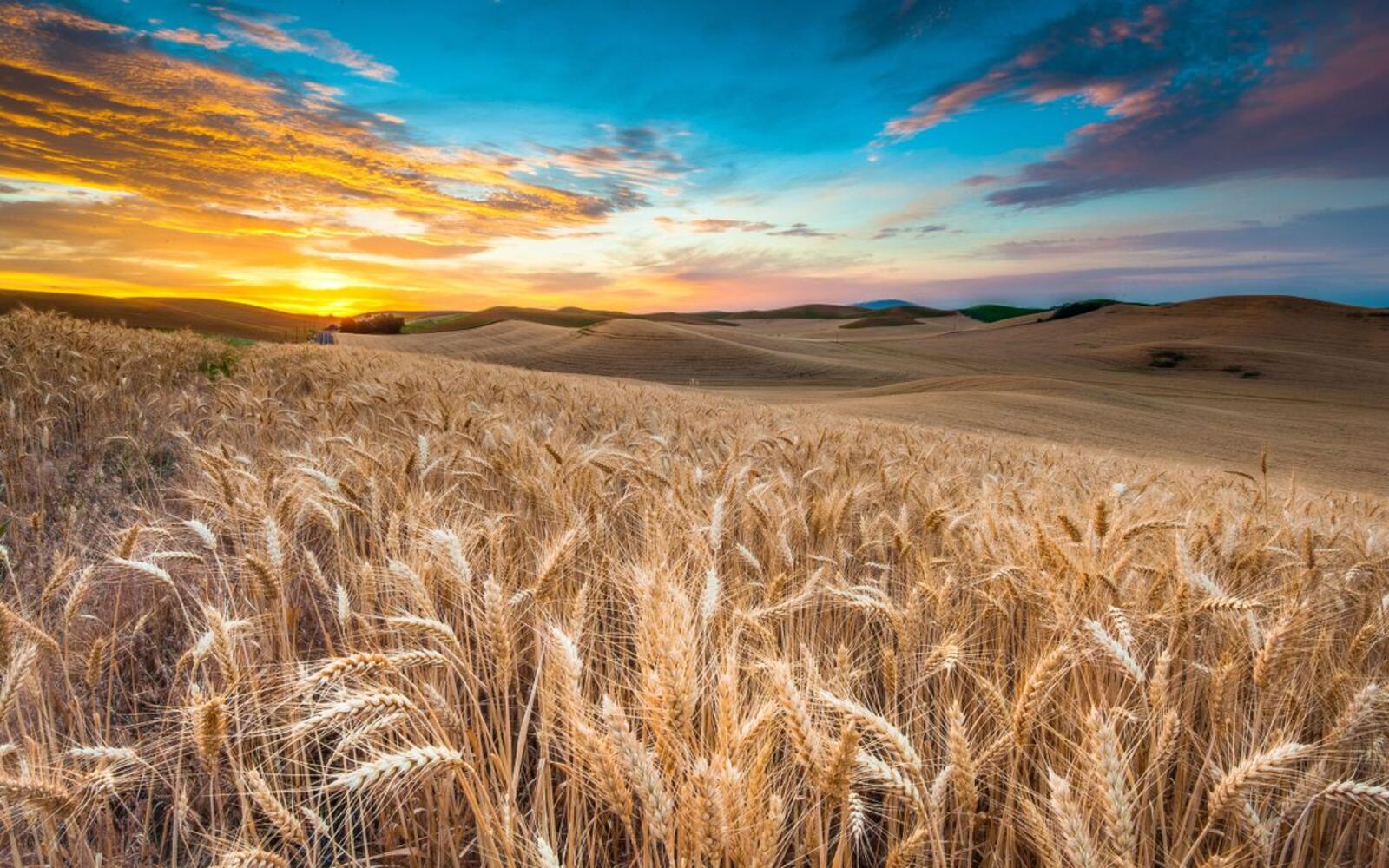 Обои пейзажи пшеница небо на рабочий стол
