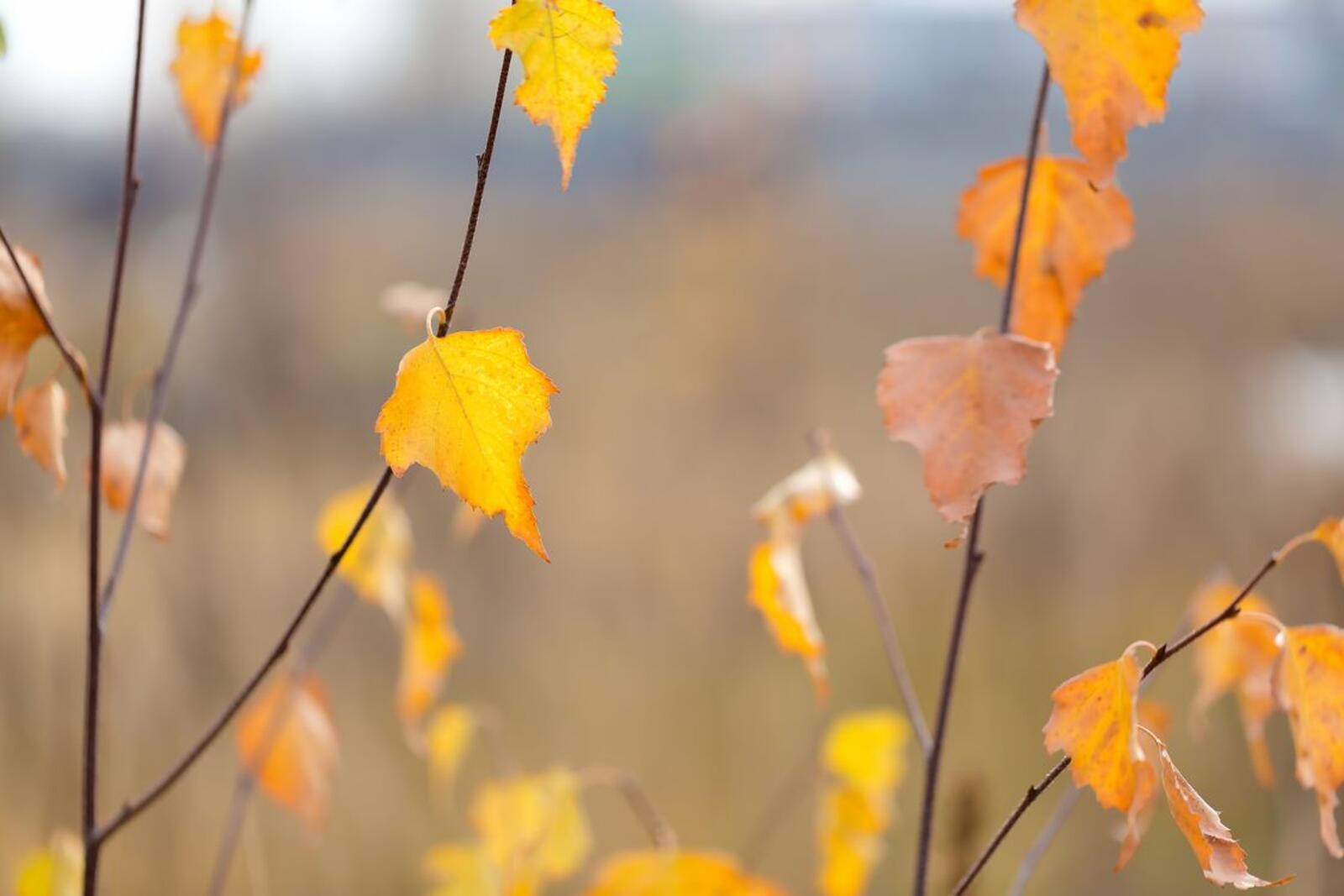 Бесплатное фото Осенние листья