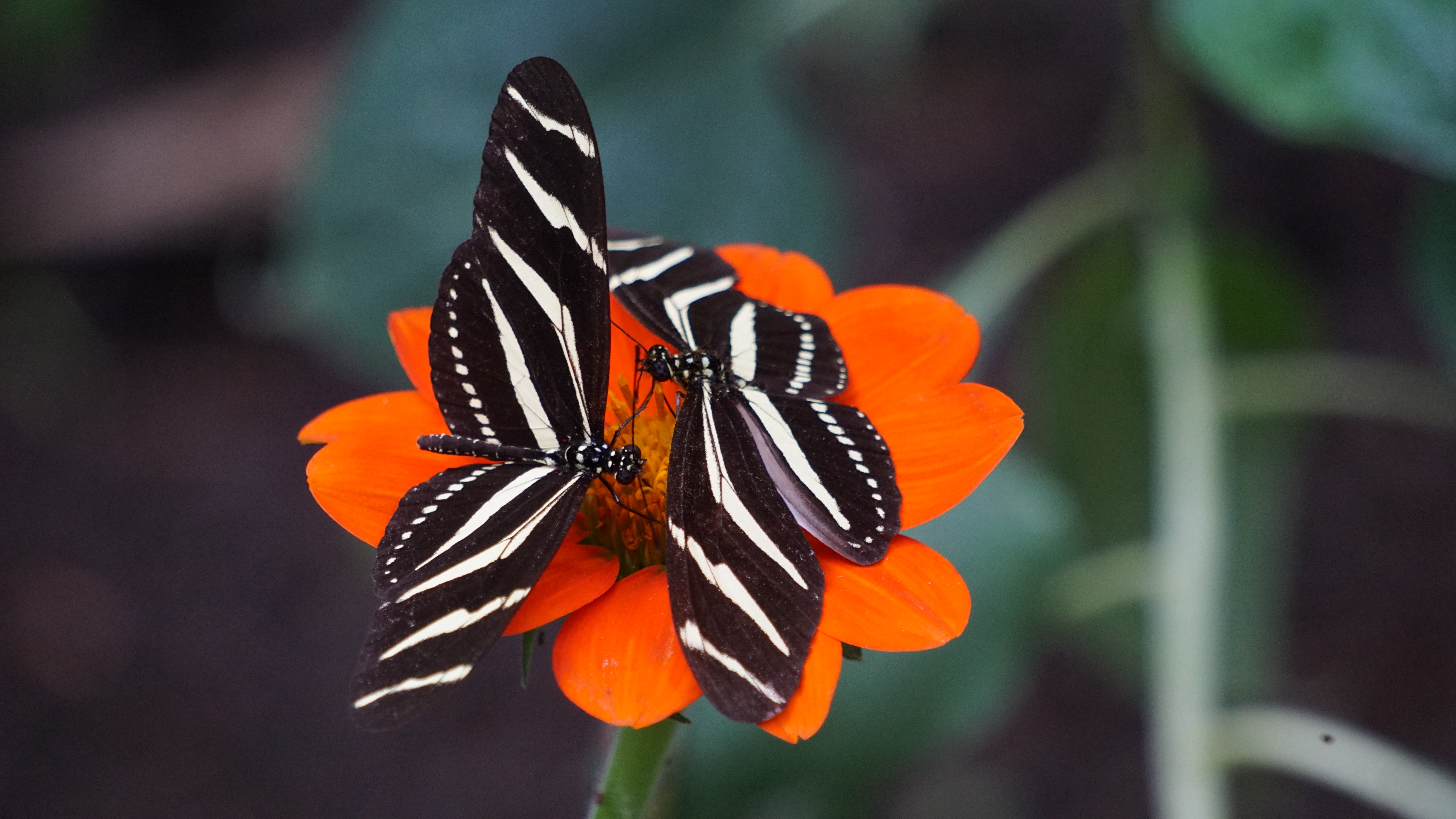 Фото бесплатно мотыльки и бабочки, членистоногое, цветок