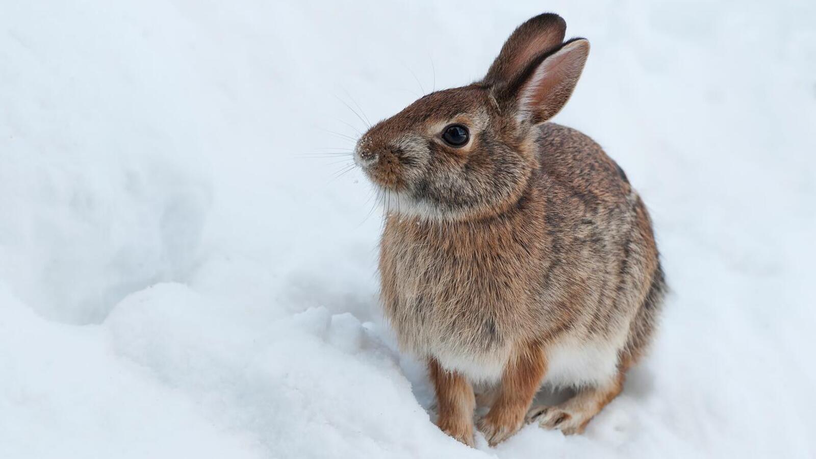Free photo A rabbit in the snow