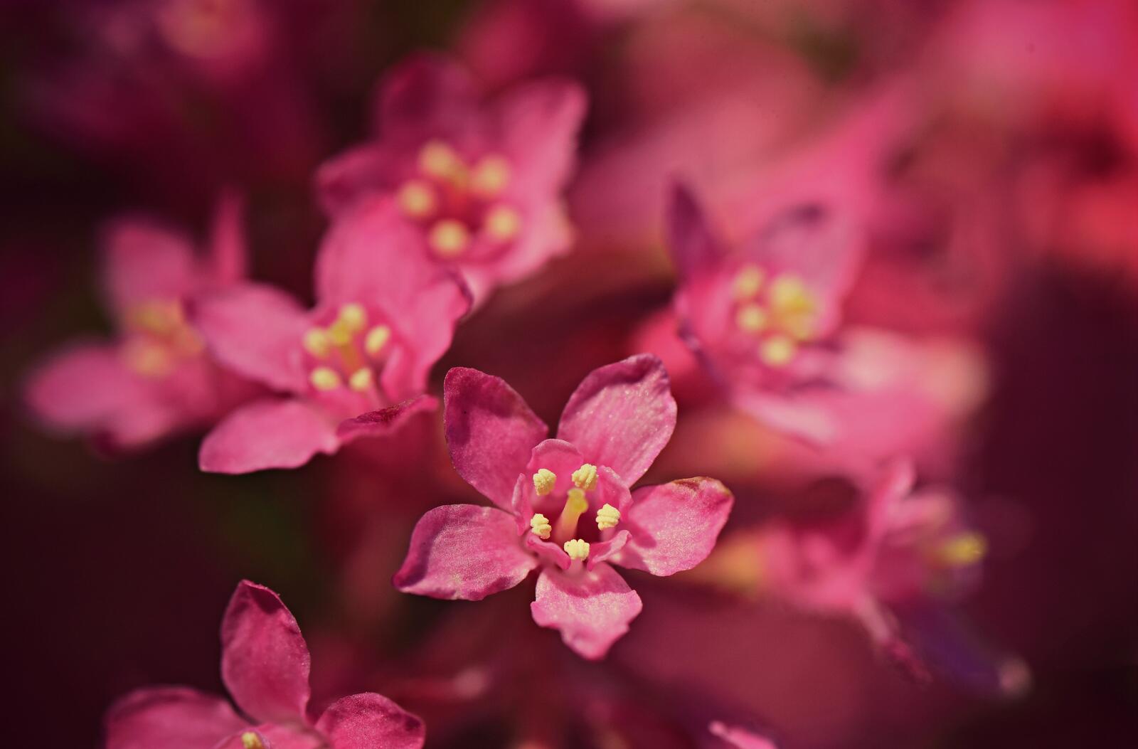 Wallpapers flowers pink color closeup on the desktop