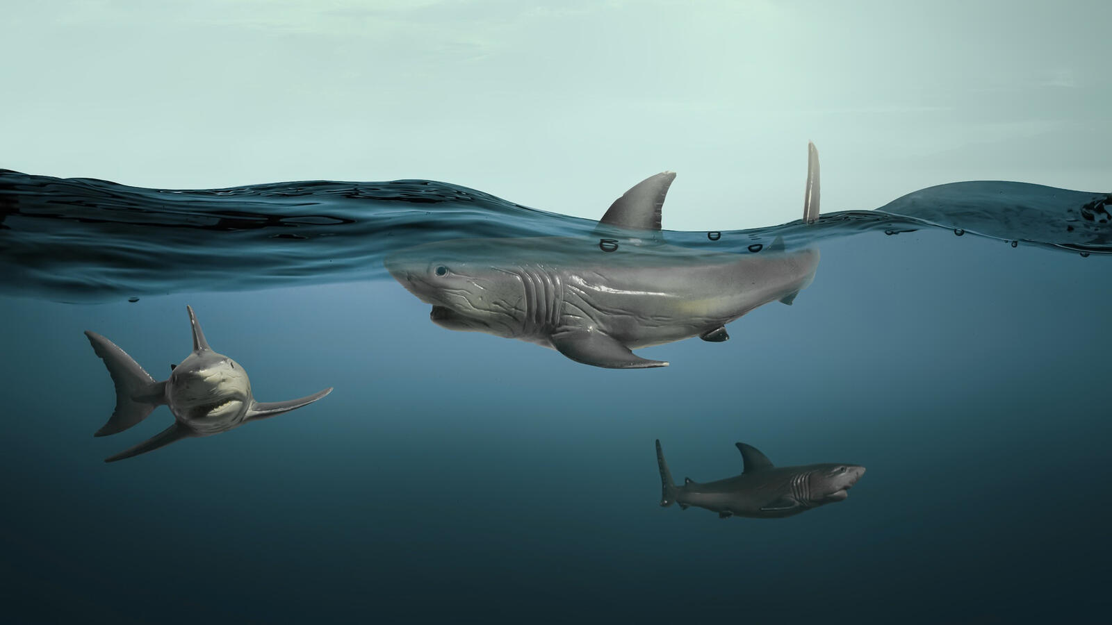 Обои обои акула море подводный на рабочий стол