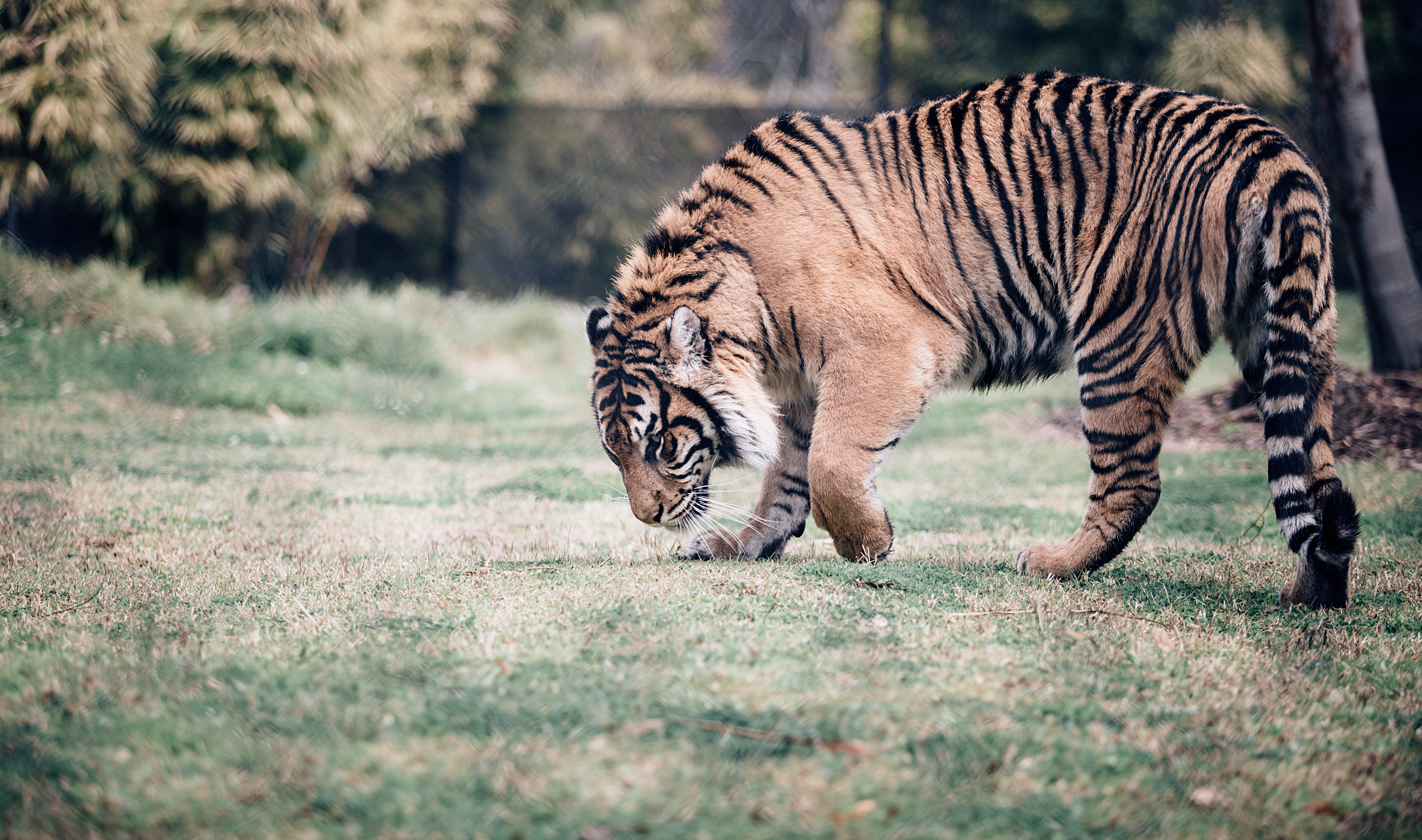 Обои фауна тигр млекопитающее на рабочий стол