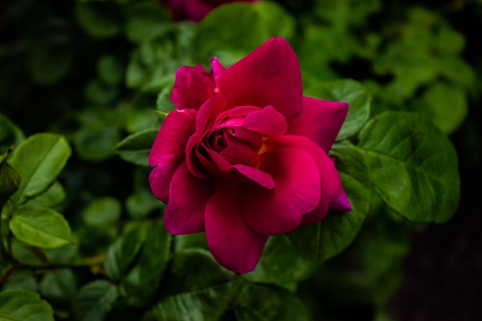 Обои розы цветы бутон розы на рабочий стол