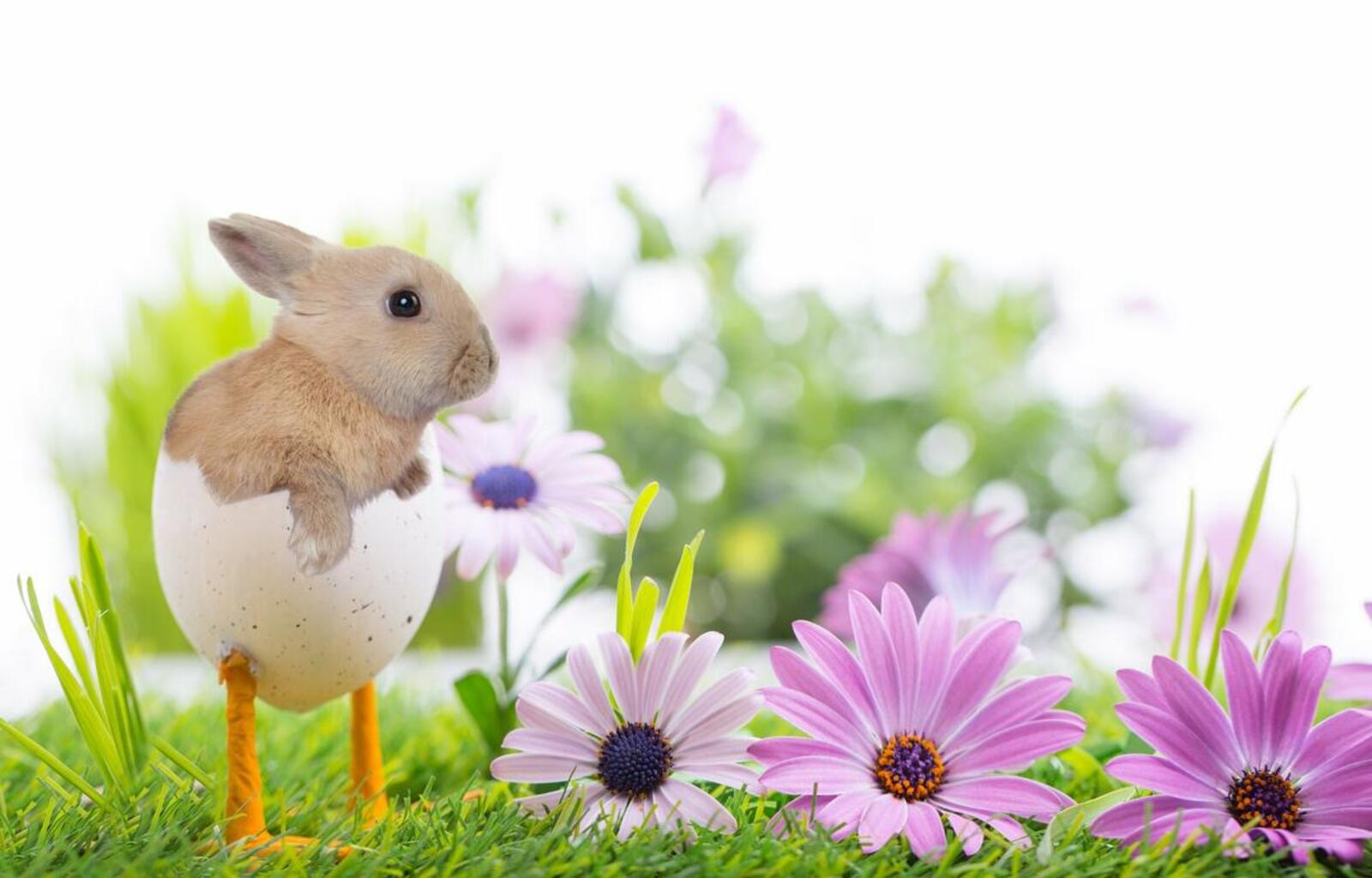 桌面上的壁纸兔子 鲜花 蛋类