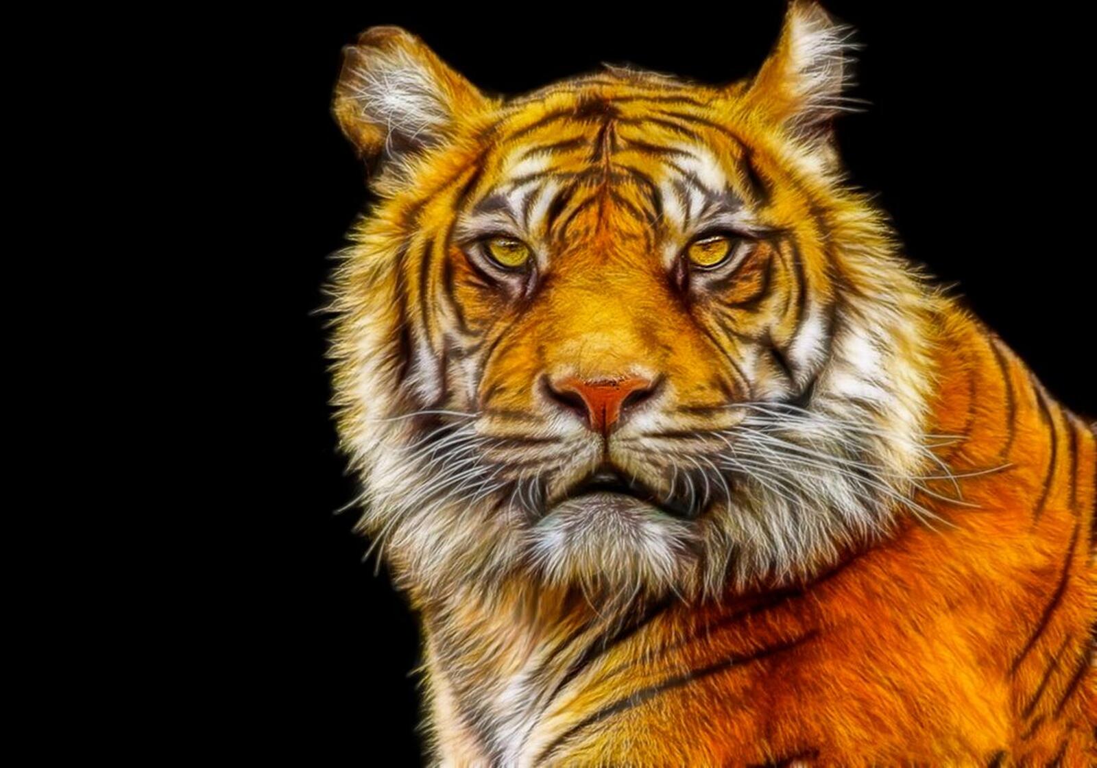 Обои фотопортрет тигр хищник на рабочий стол