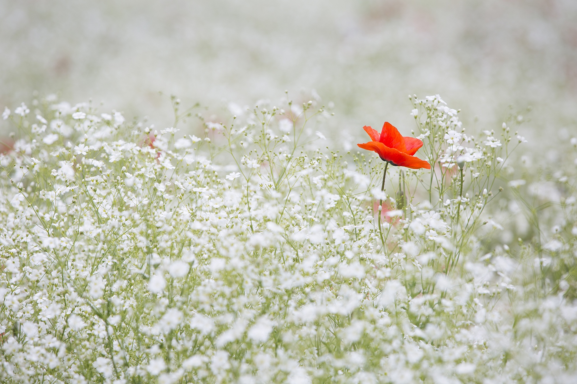 Фото бесплатно природа, трава, цветок