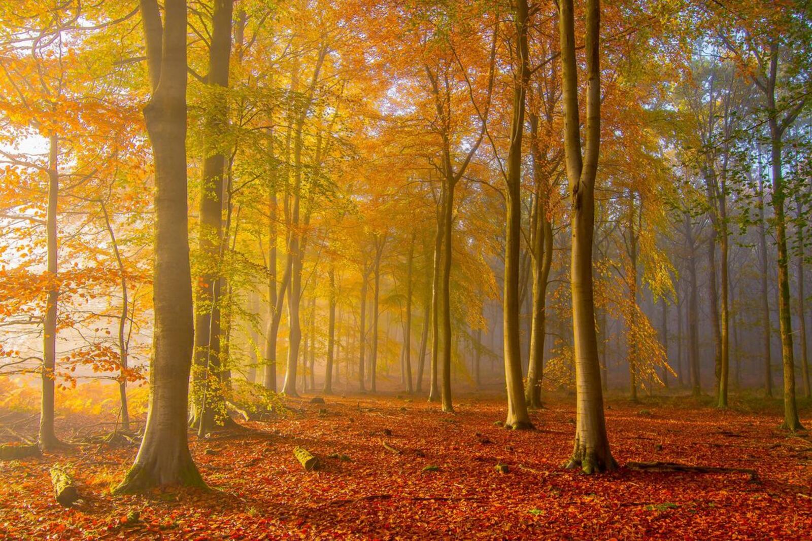 Wallpapers autumn forest forest fog on the desktop