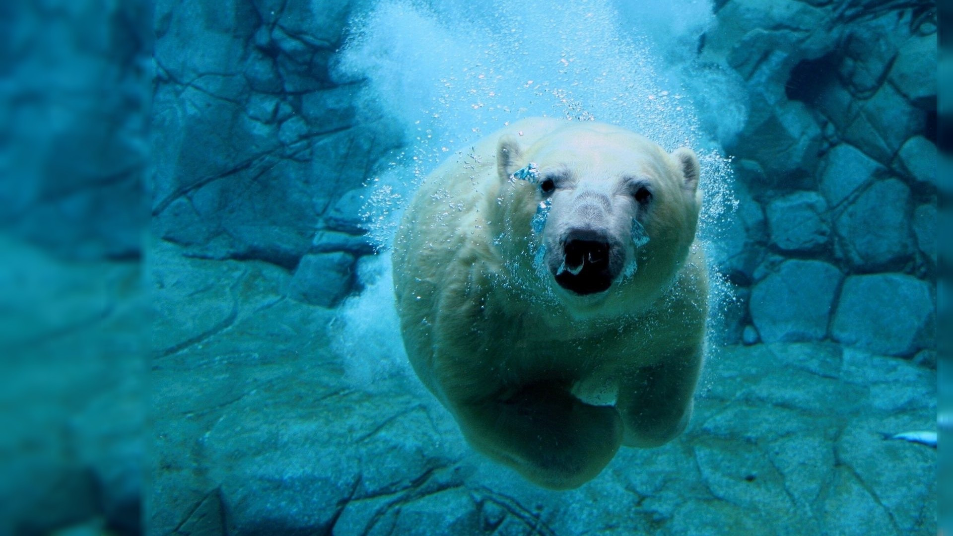 Бесплатное фото Белый медведь под водой